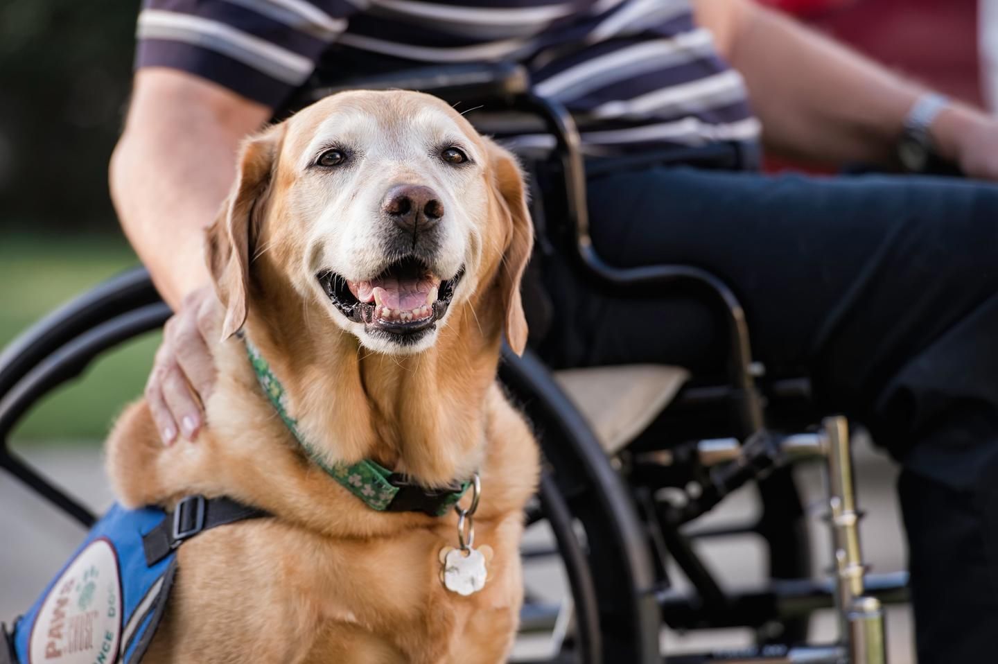 A yellow service dog owned by a man with MS sits outside next to his wheelchair.