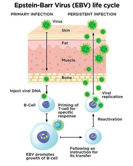 Complex Link Epstein Barr Virus Ms National Ms Society