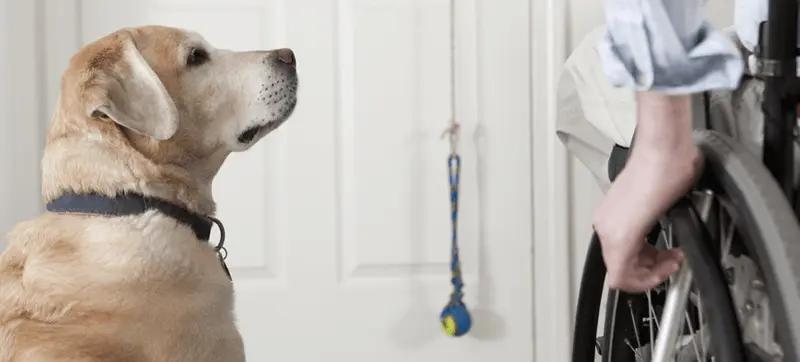 MS Service Dogs & Companion Animals | National MS Society