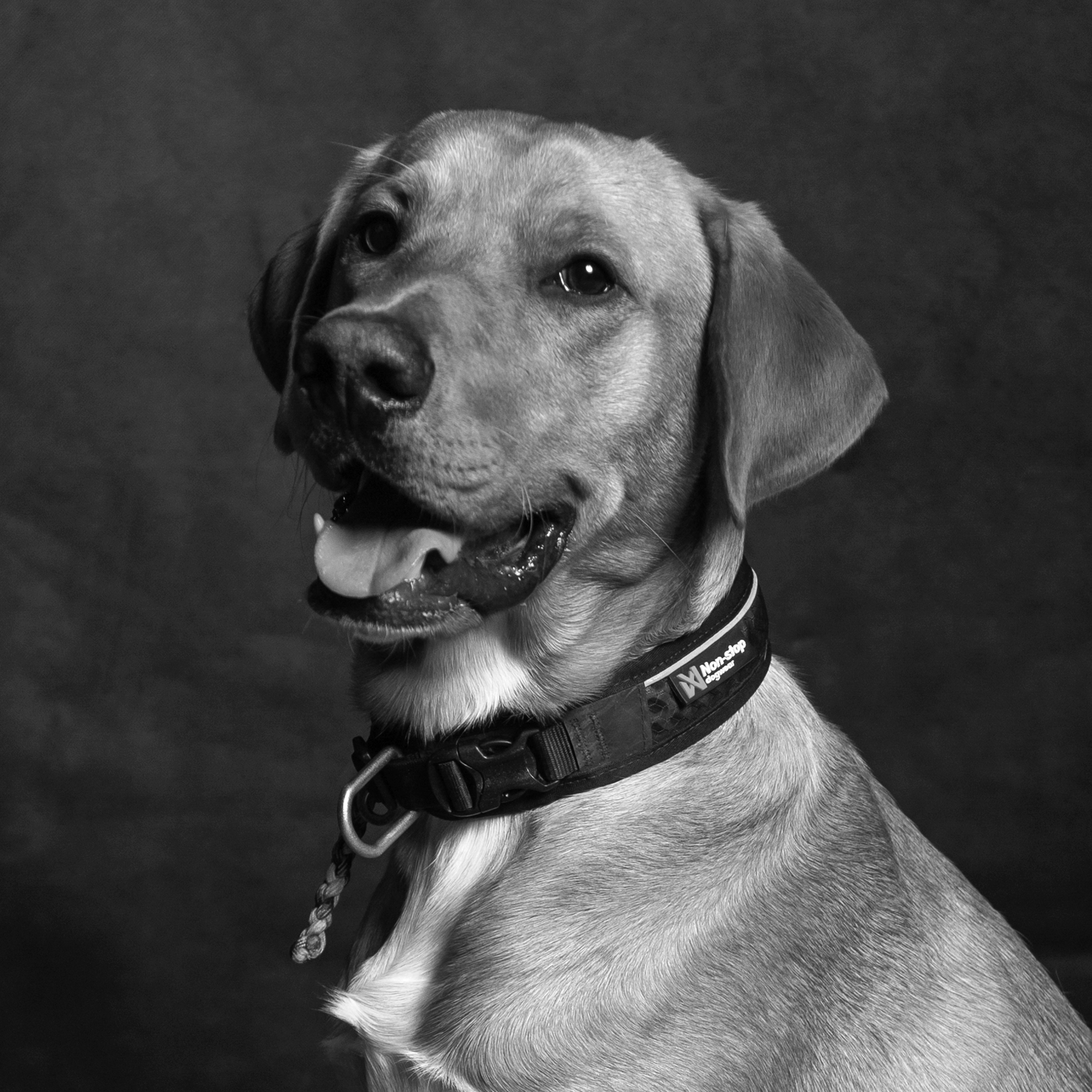Portraitfoto eines Bürohundes der MEAC GMBH