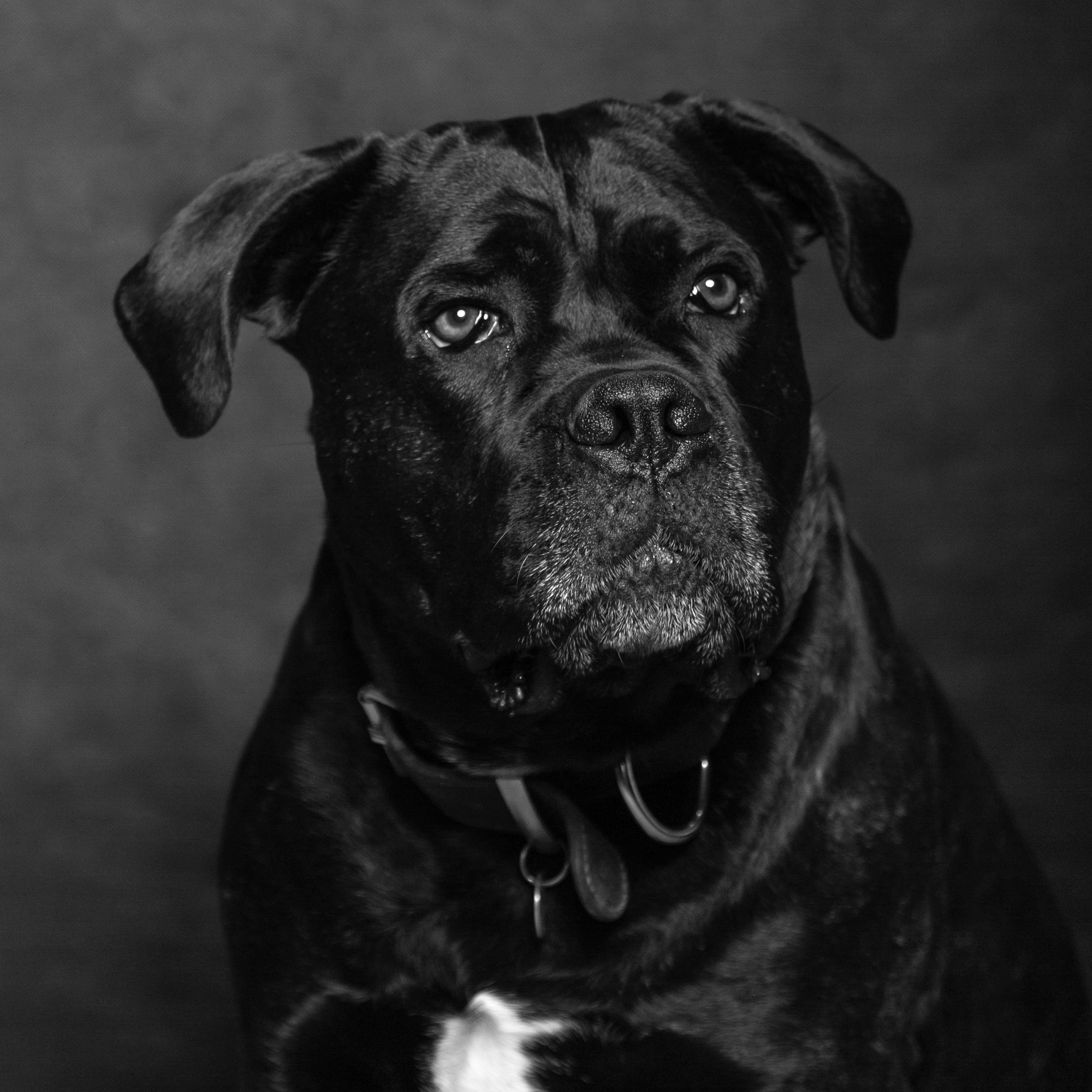 Portraitfoto eines Bürohundes der MEAC GMBH