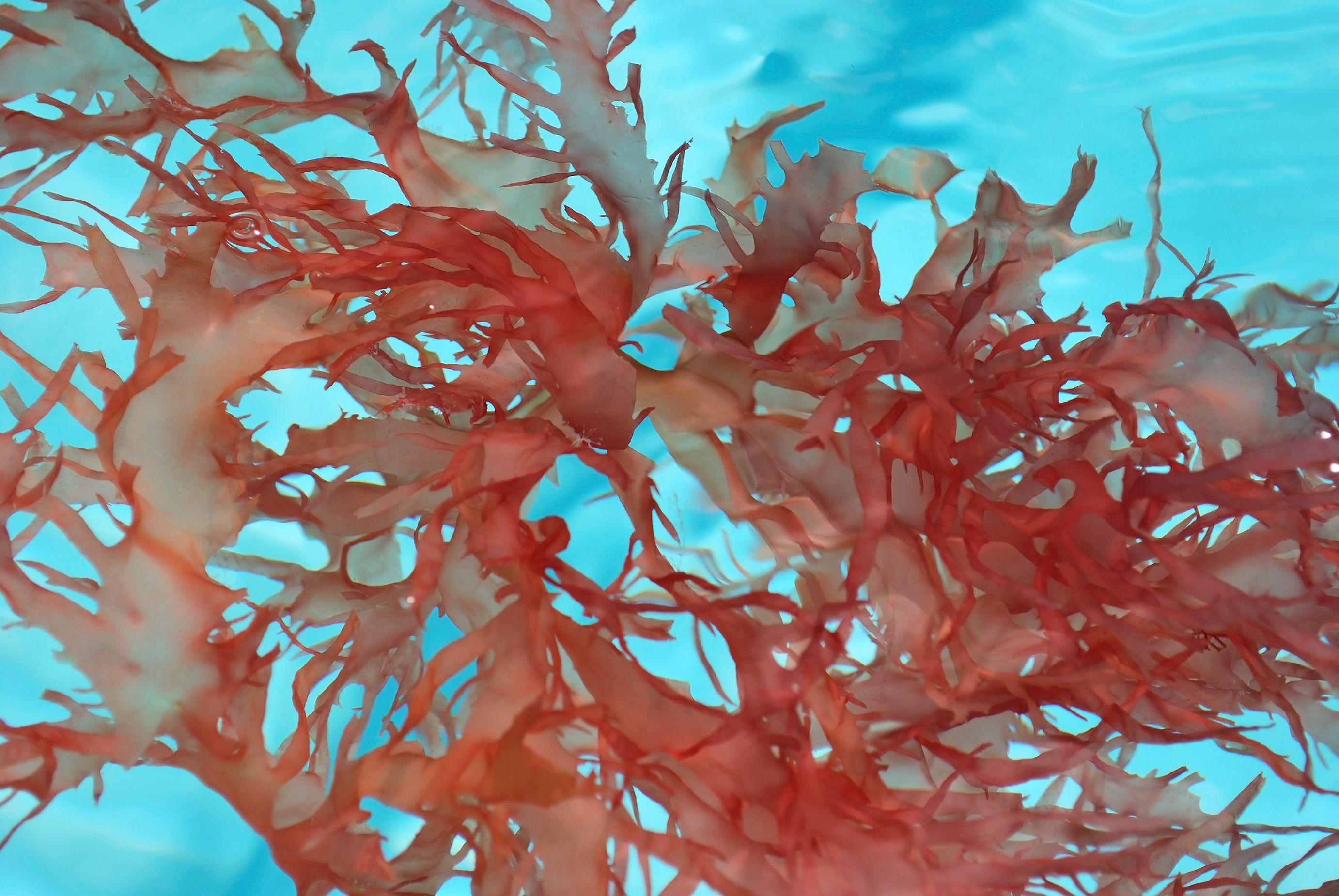 Skin Healing from the Sea: The Age Defying Effects of Seaweed