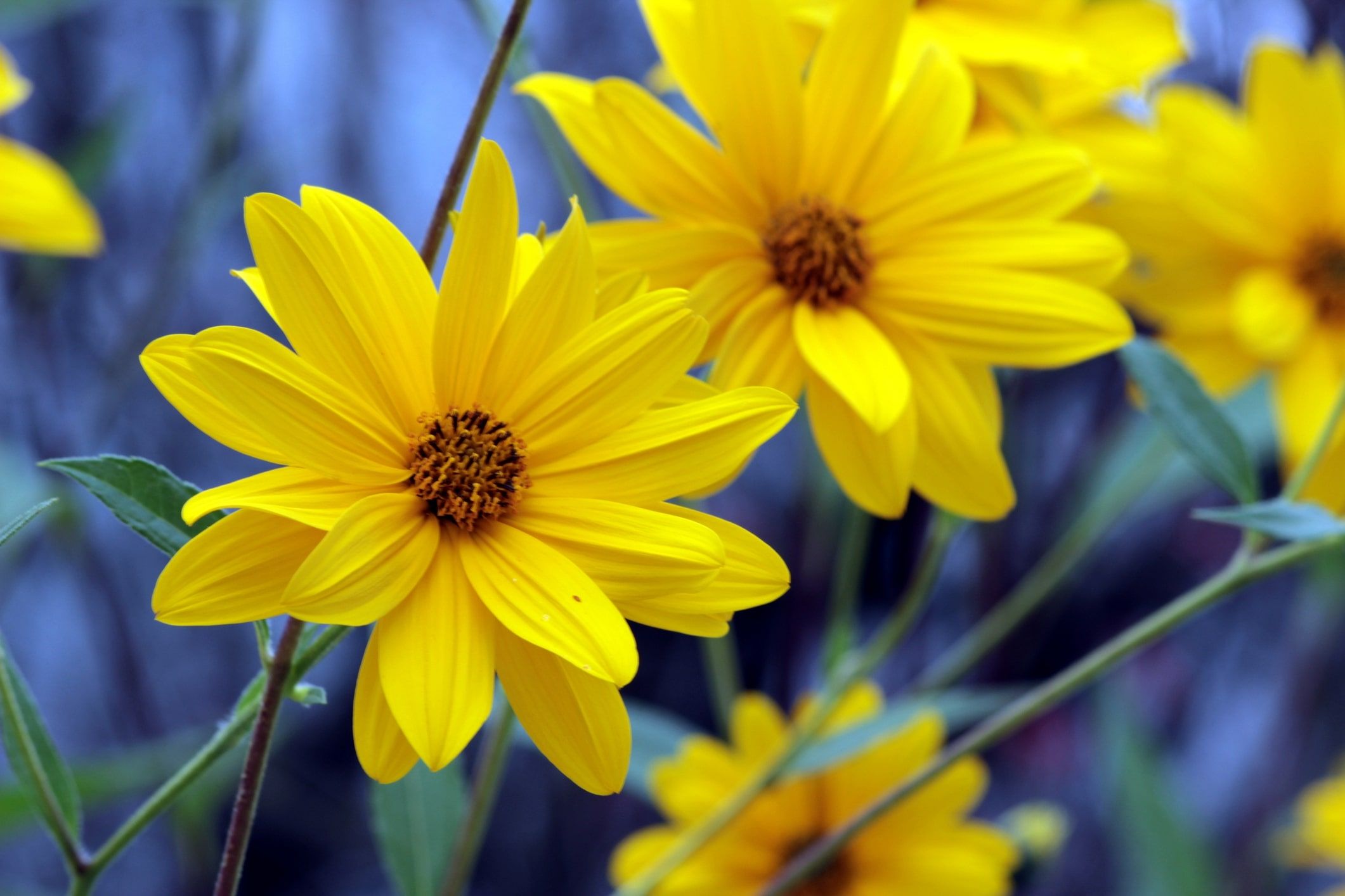 Arnica: A Super Inflammation Soother for Your Skin