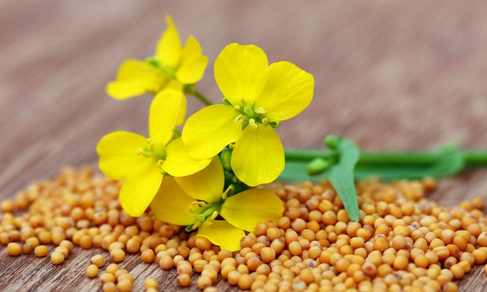 Mustard Seed Extract: Nature’s Perfect Moisturizer