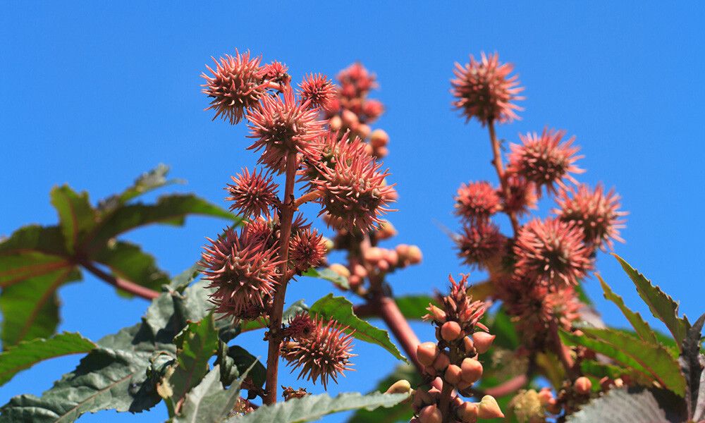 Castor Seed Oil: The Unsung Hero of Health and Skincare
