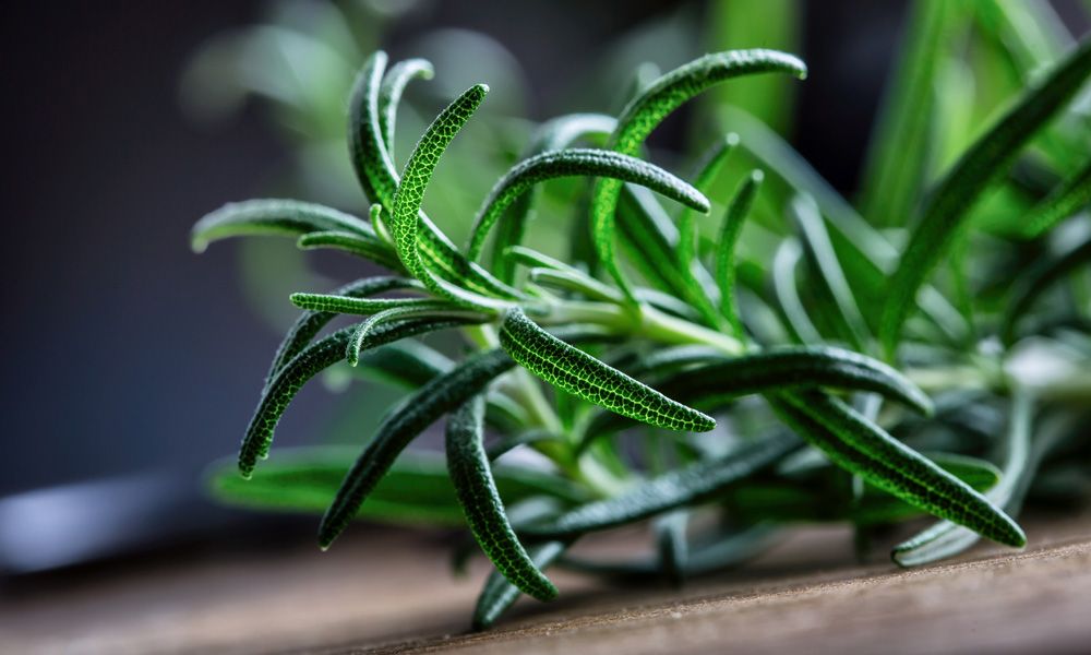 The Panacea in Your Pantry: Health and Skincare Benefits of Rosemary Extract