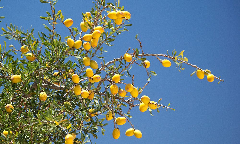 Argan Oil: A Wrinkle-Reducing Wonder