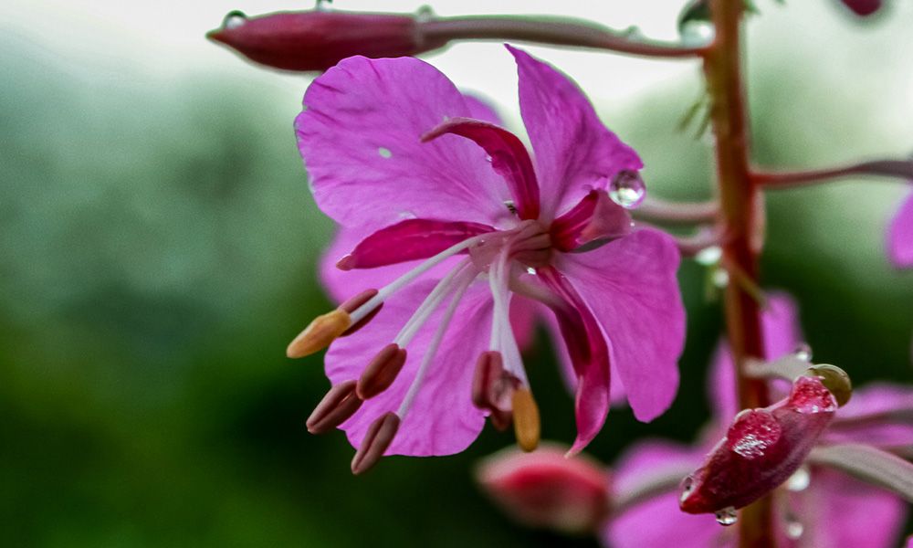 Canadian Willowherb: The Perfect Weapon Against Inflammation