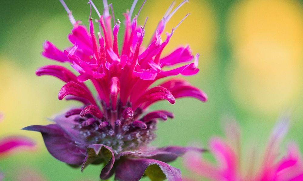 Why Bergamot Oil is Essential for Healthy Skin