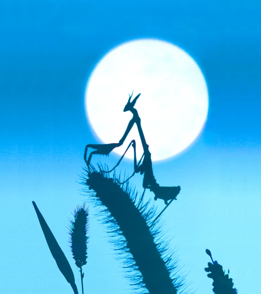 Naturfilm mit live soundtrack mikrokosmos das volk der gr ser st