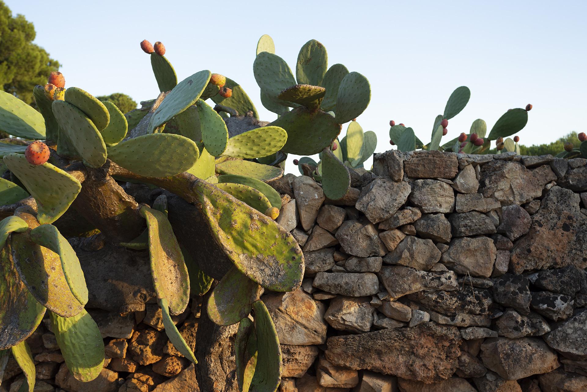 Prickly pear cactus with ripening fruit grows along the top of a dry stone wall.