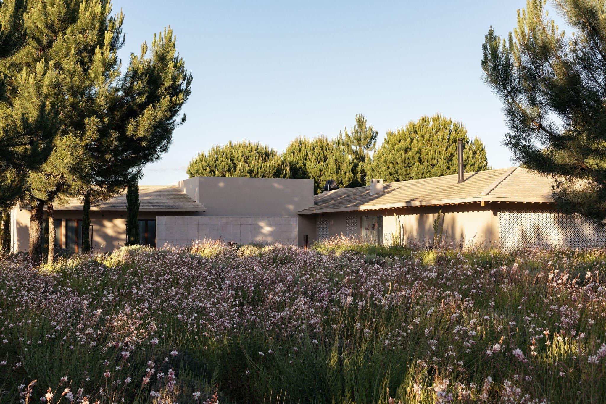 A low pale building seen beyond a bank of pink and white flowering grasses, with pine trees behind.