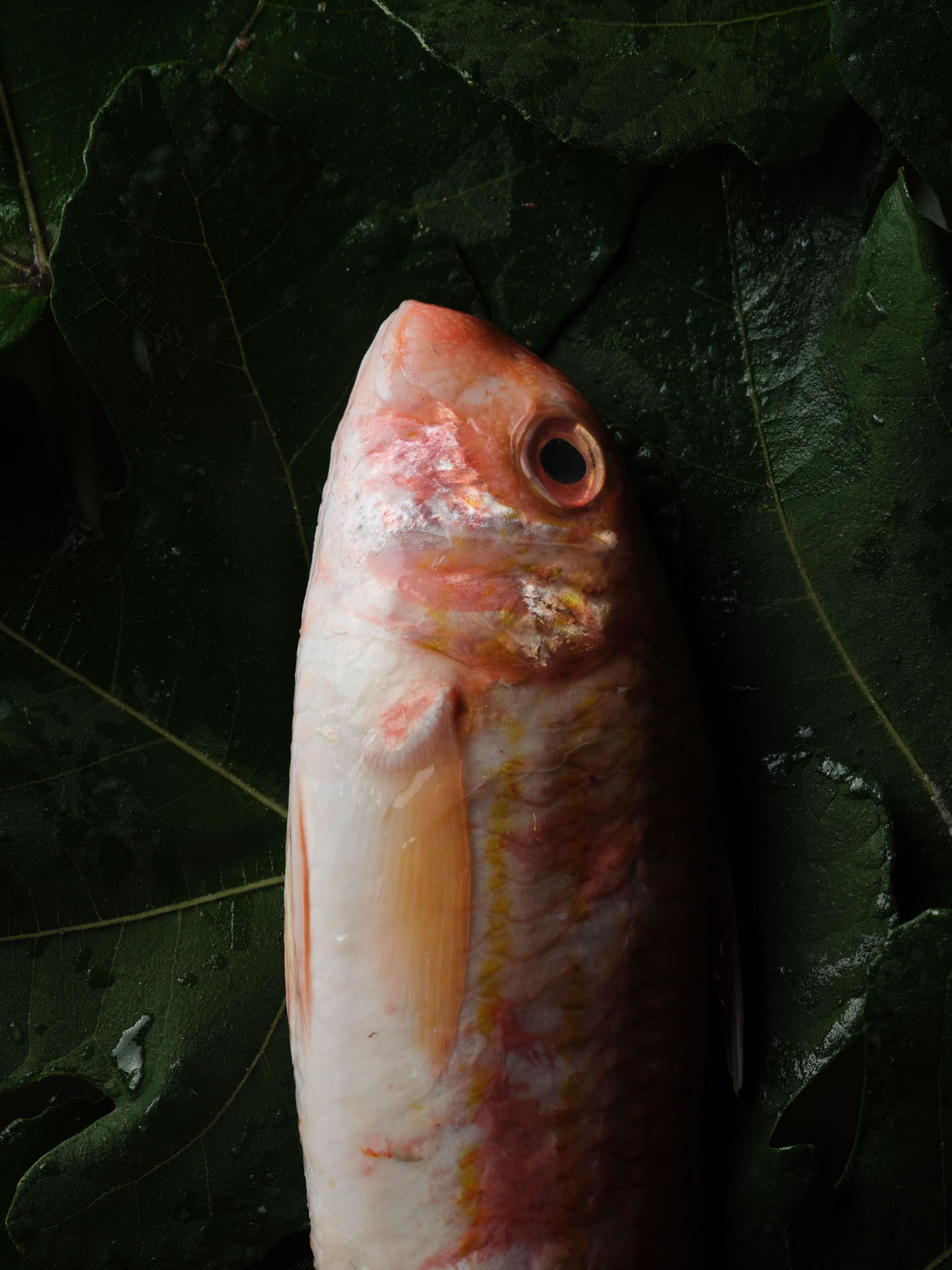 A whole red mullet, pink and silver, against a dark ground