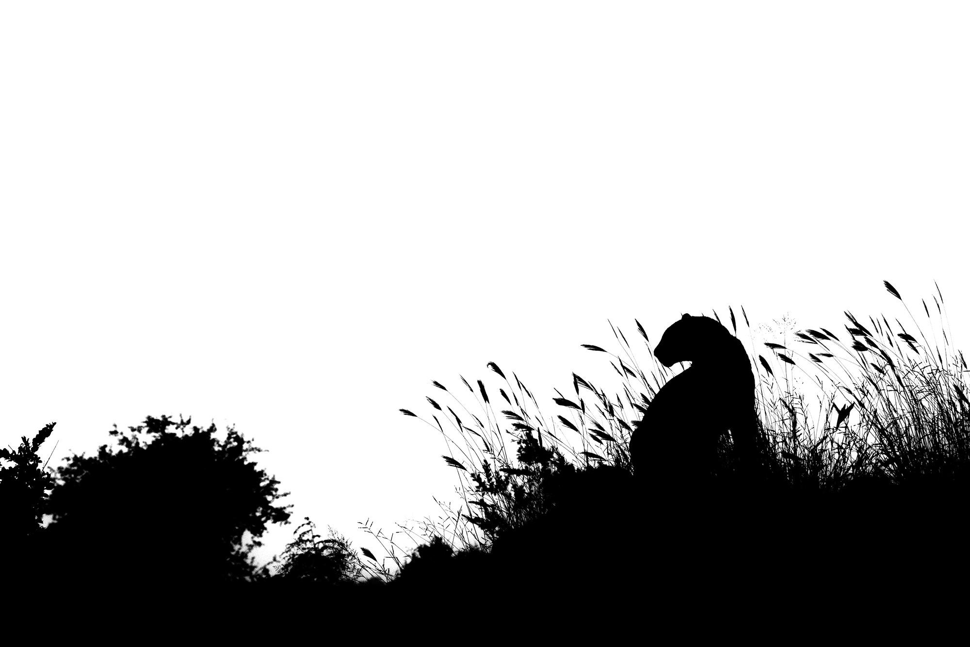 the silhouette of a leopard sitting in tall grass against a pale sky, with trees to the left
