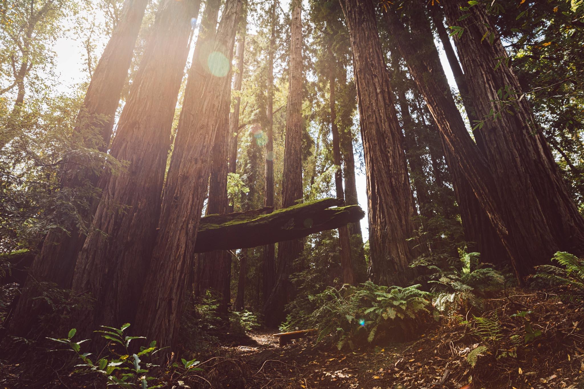 sunlight breaking through a grove of tall redwood trees above a path lined with ferns