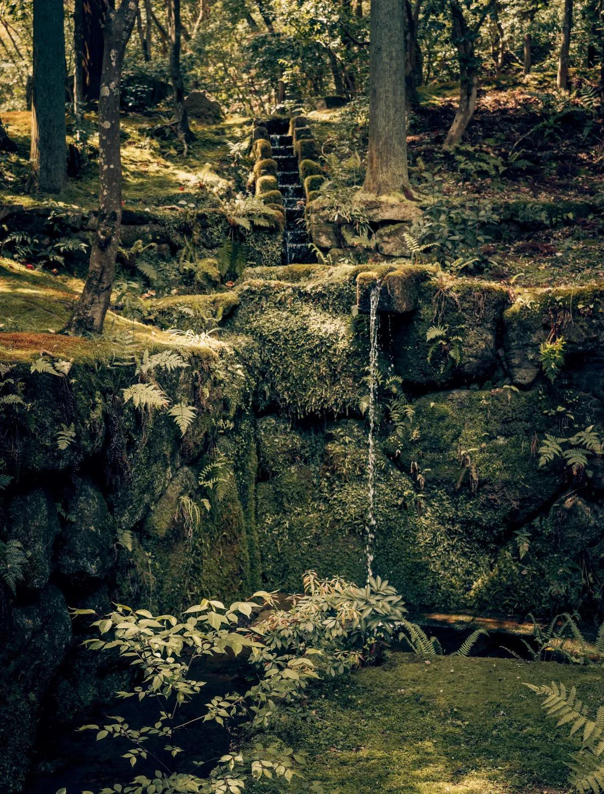 A small mossy waterfall drops over stacked stone terraces into a stream, surrounded by ferns and tree trunks.