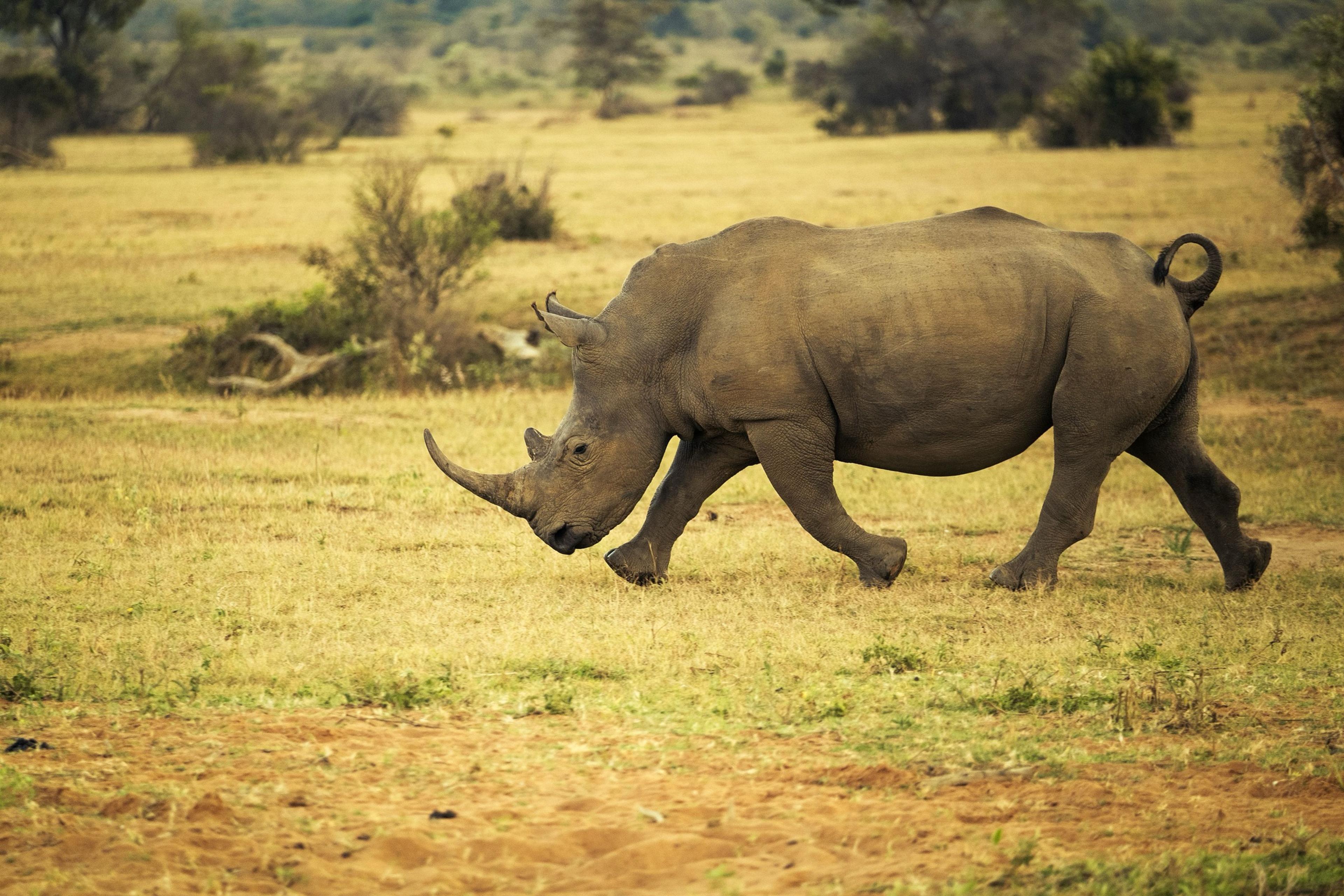 A rhino walking across open grassland, sharply lit with trees and bush behind it.