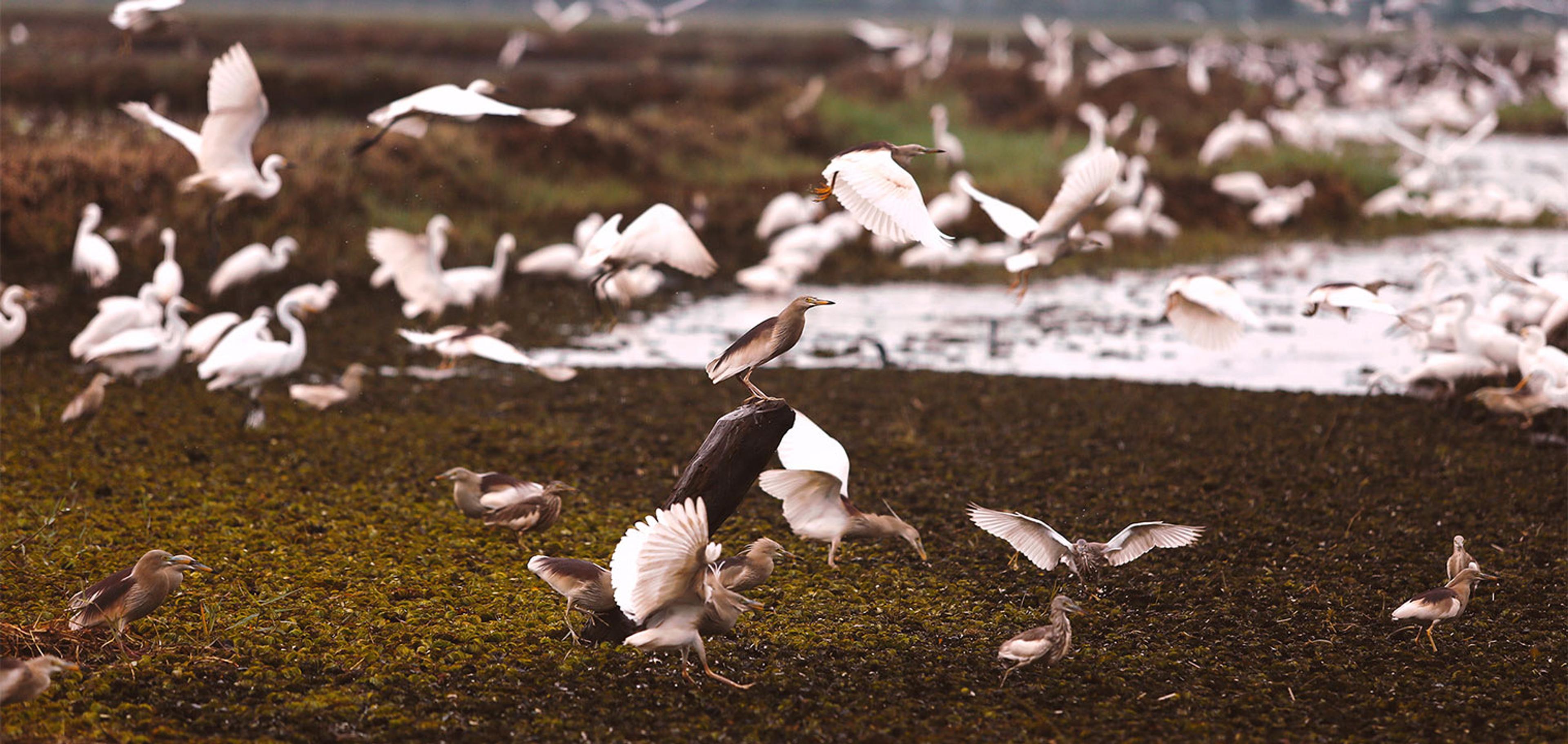 A flock of white egrets and herons on a mudflat beside a stretch of water