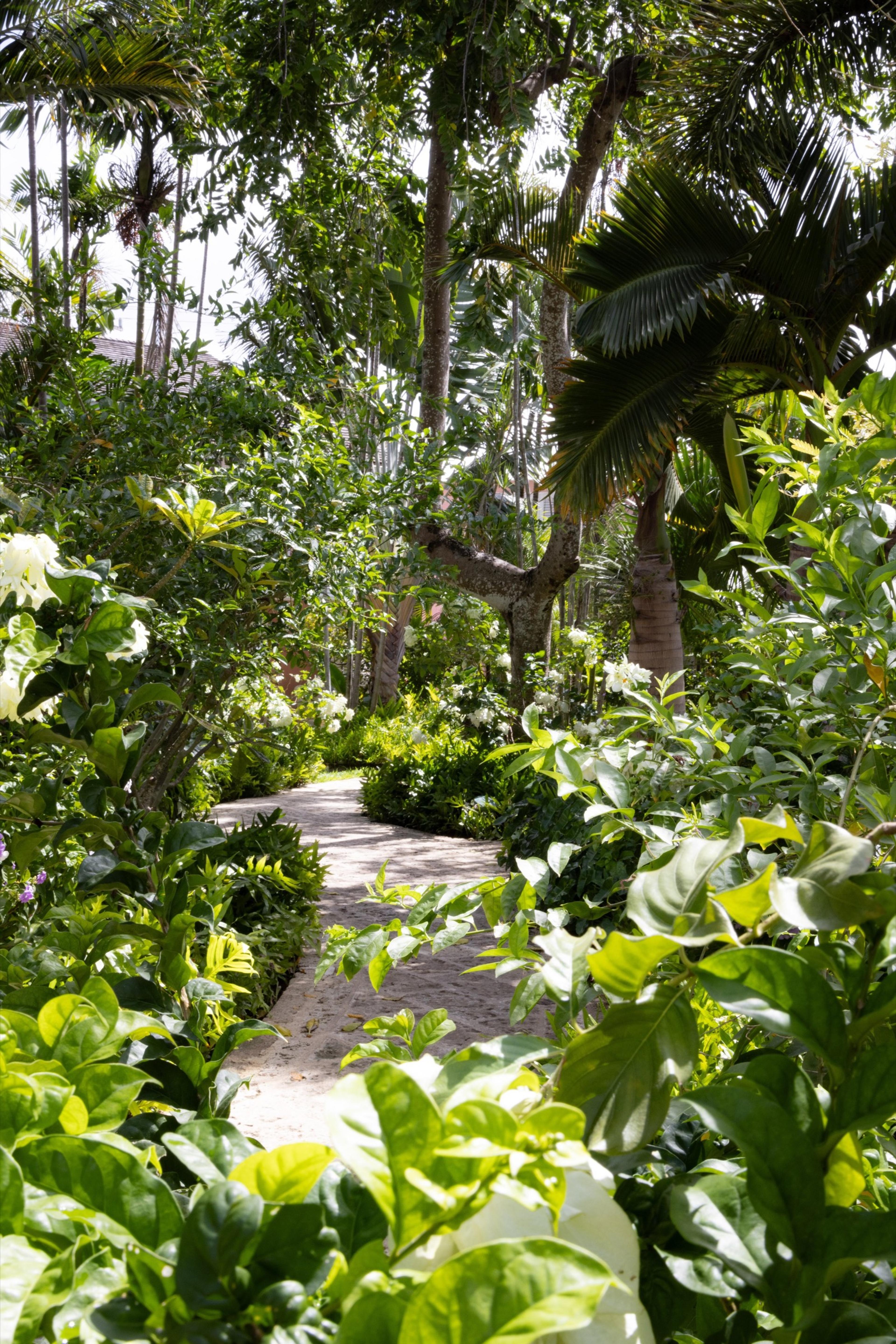 a sandy path through dense tropical planting and palm trees, dappled with sunlight