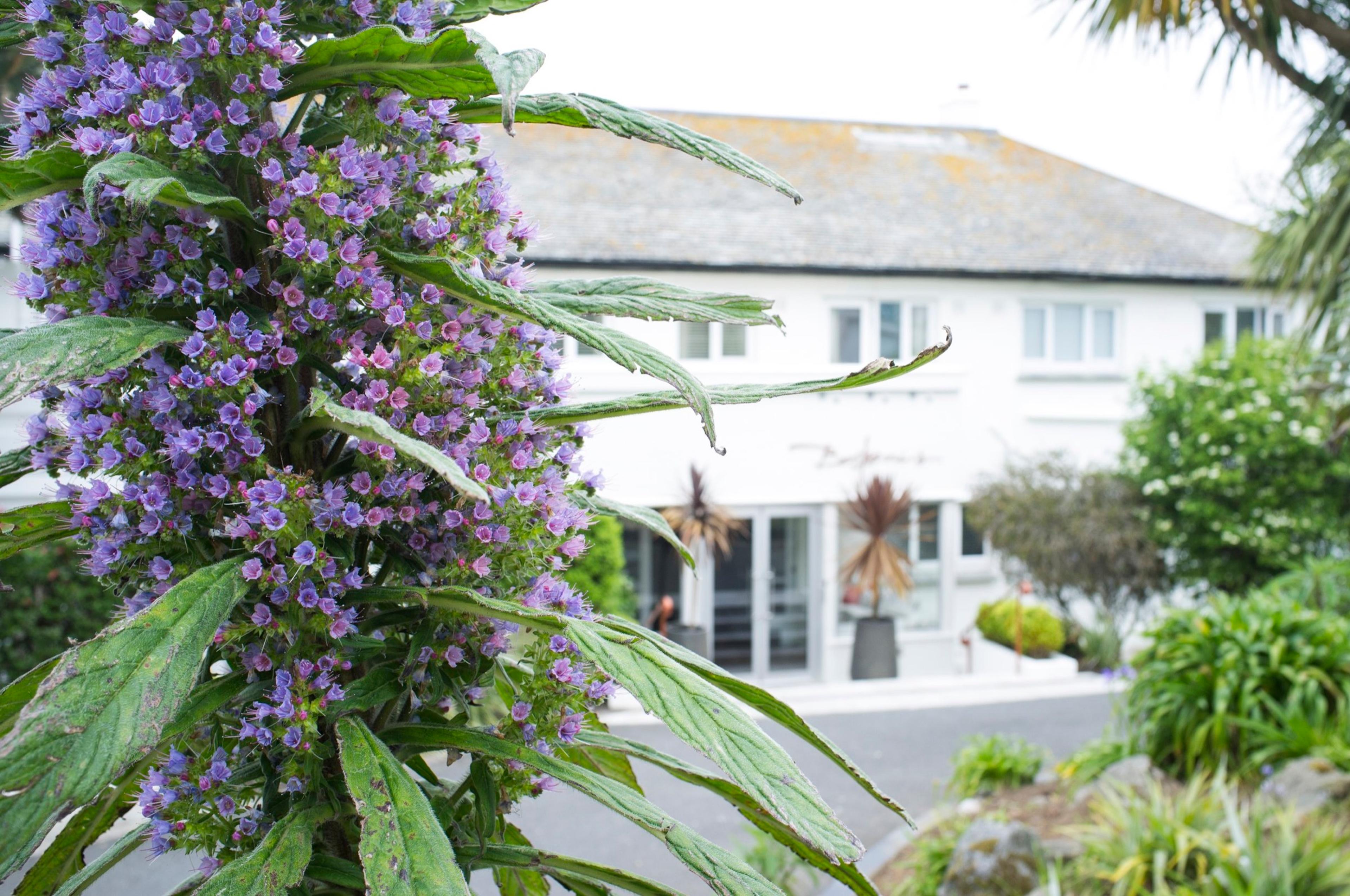 A purple echium flower spike in sharp focus in the foreground, with a white hotel building and its entrance blurred behind it.