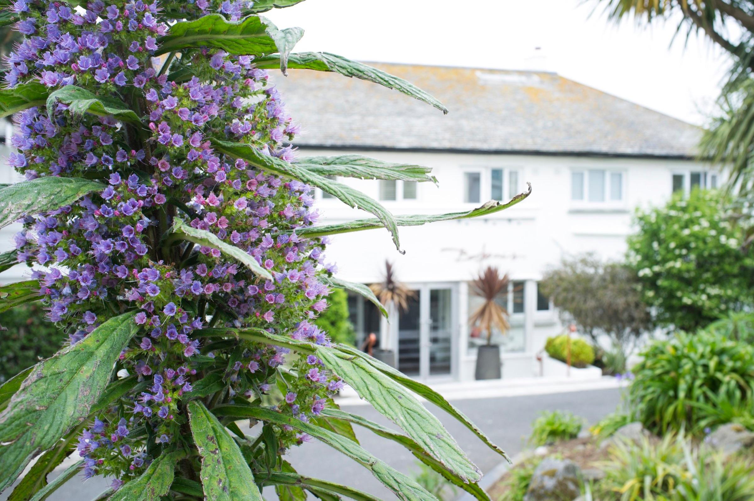 A purple echium flower spike in sharp focus in the foreground, with a white hotel building and its entrance blurred behind it.
