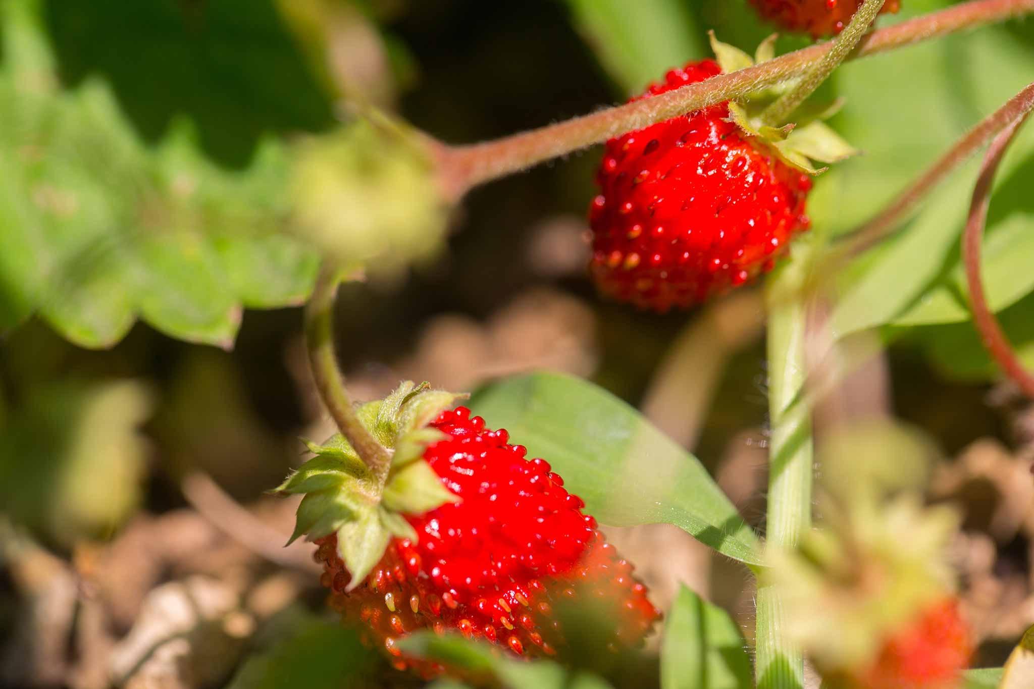 two ripe wild strawberries on the plant, surrounded by their leaves