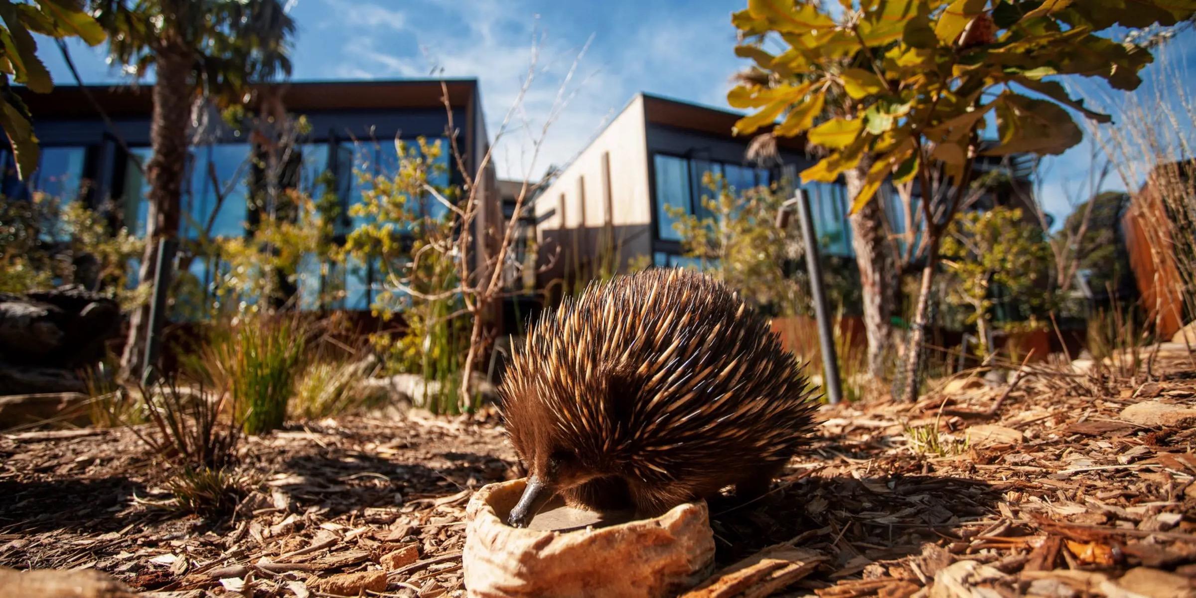 A short-beaked echidna foraging on a garden path, with the retreat's glass and timber buildings blurred behind it.