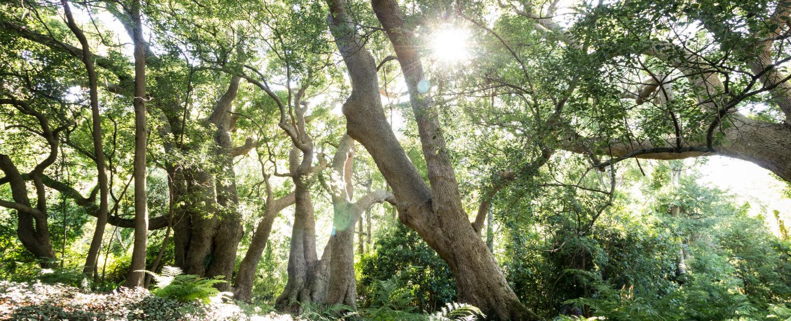 Tall old trees with sunlight coming through the canopy and ferns on the ground beneath.