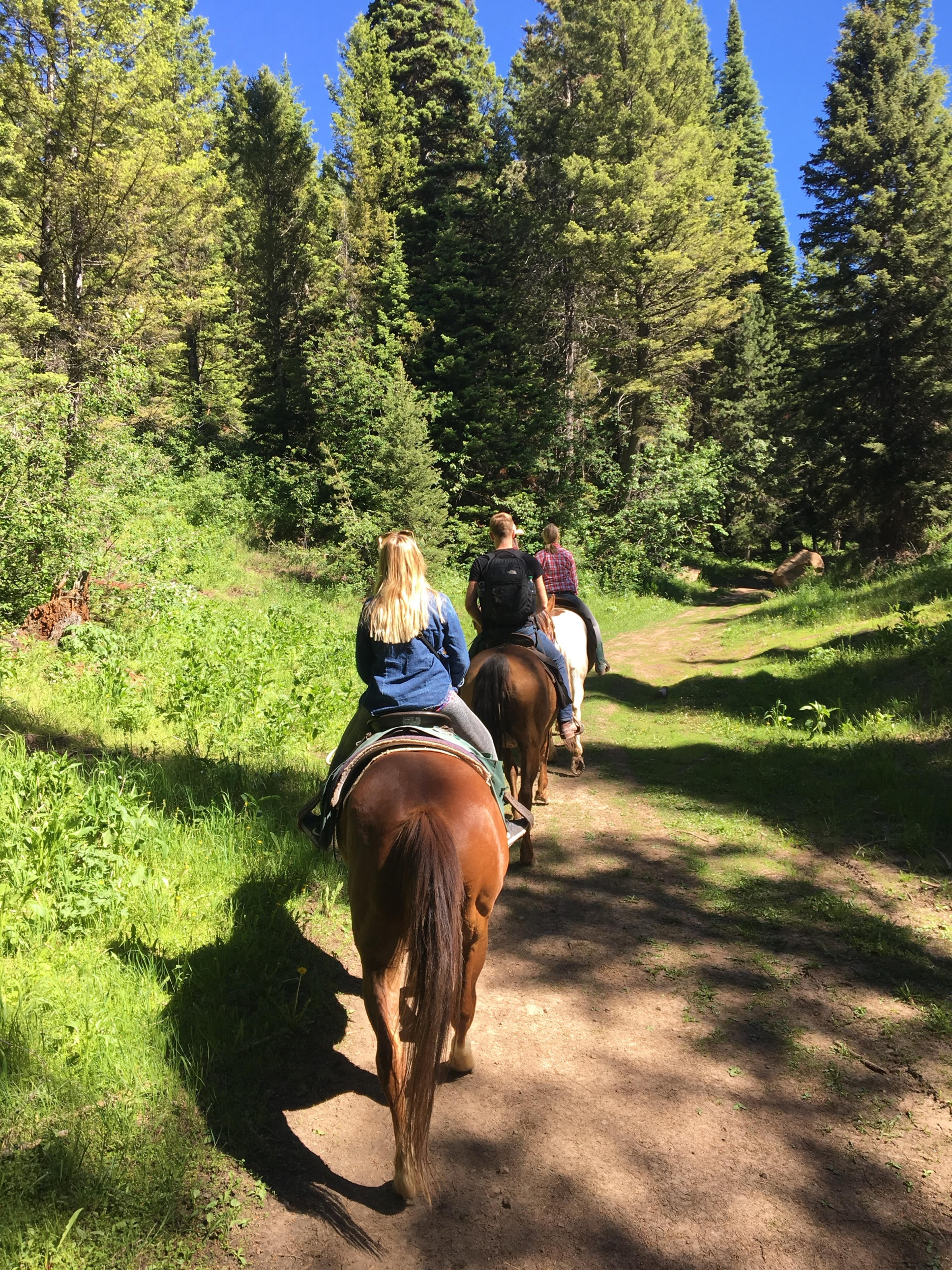 Two riders on horseback following a dirt trail through pine forest, seen from behind