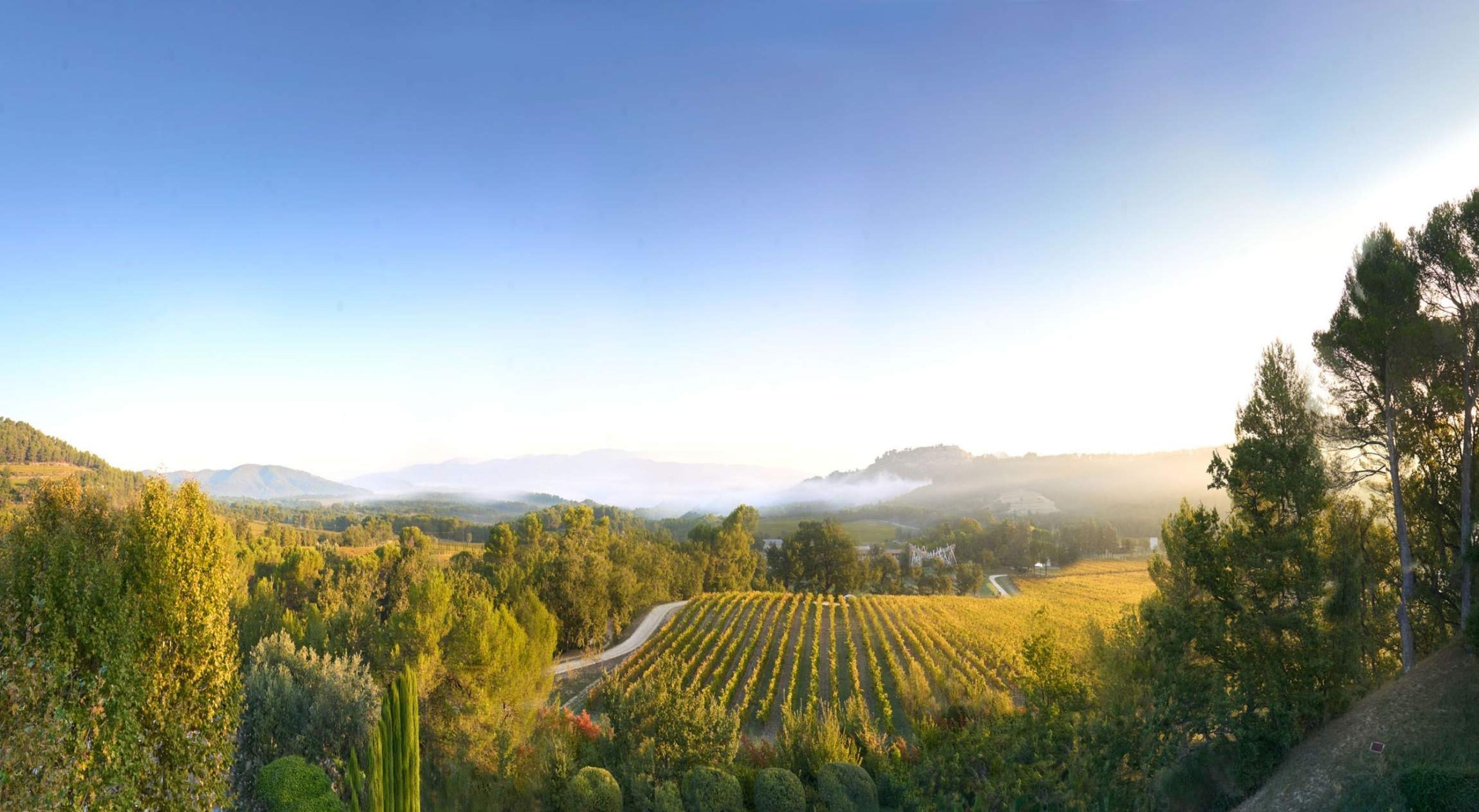 A vineyard spreads across a valley at sunrise, with mist rising over distant hills and pine trees framing the view.