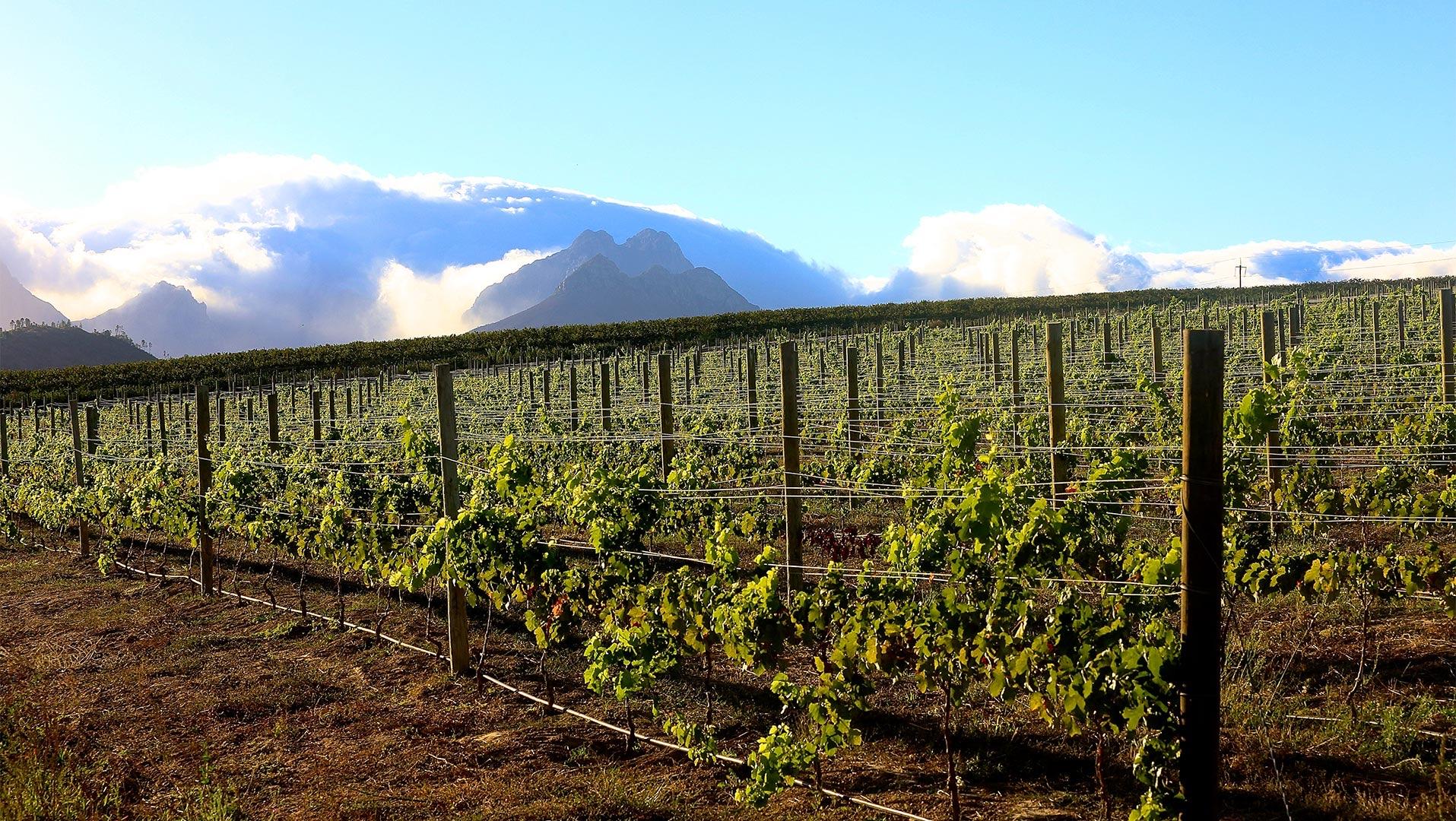 Rows of vines running out to a line of mountains under a sky with cloud at the horizon.