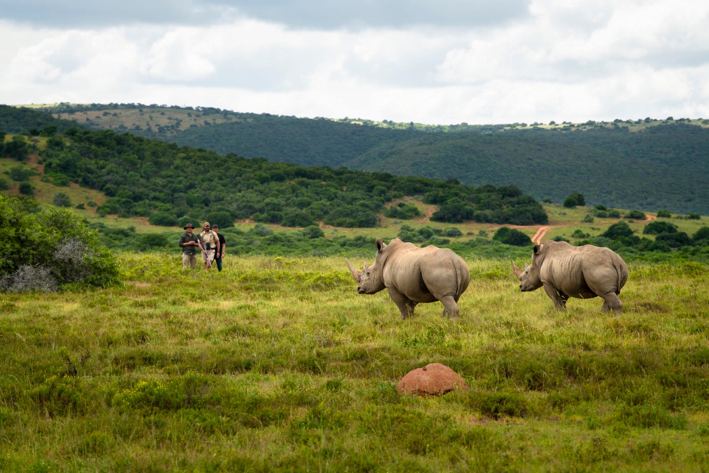 Two white rhinos walking across open grassland, with three guides on foot in the distance behind them.