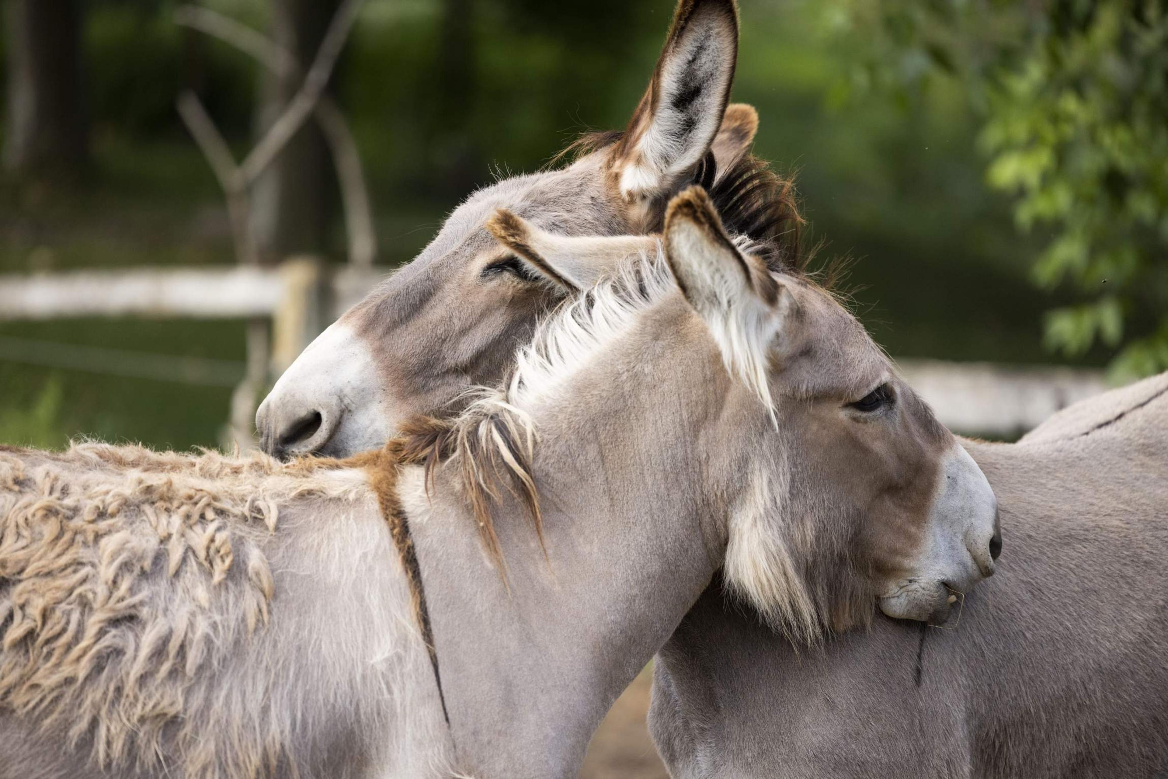 Two donkeys nuzzling head to head, with trees blurred behind them.