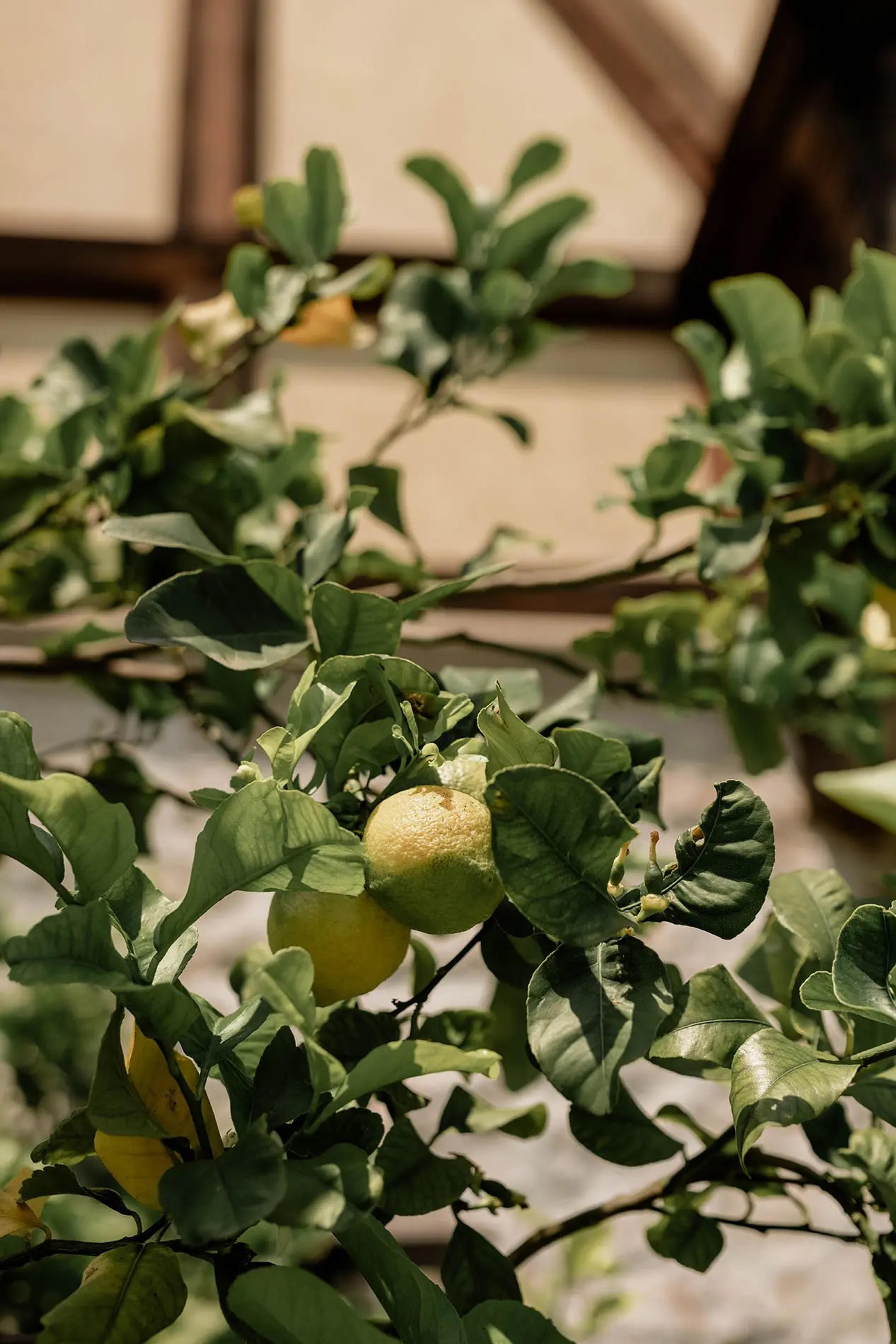 Lemons grow on a potted tree in front of a glasshouse wall.