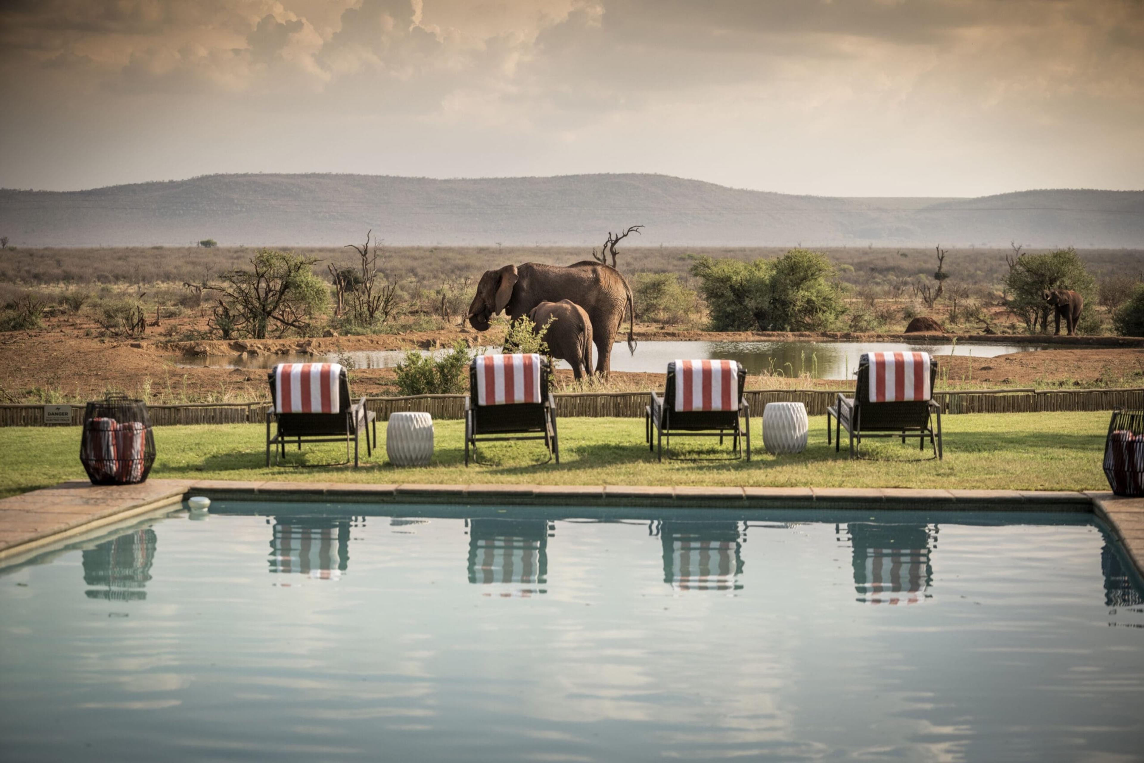 A swimming pool and striped sun loungers on a lawn, with elephants drinking at a waterhole beyond and hills on the horizon