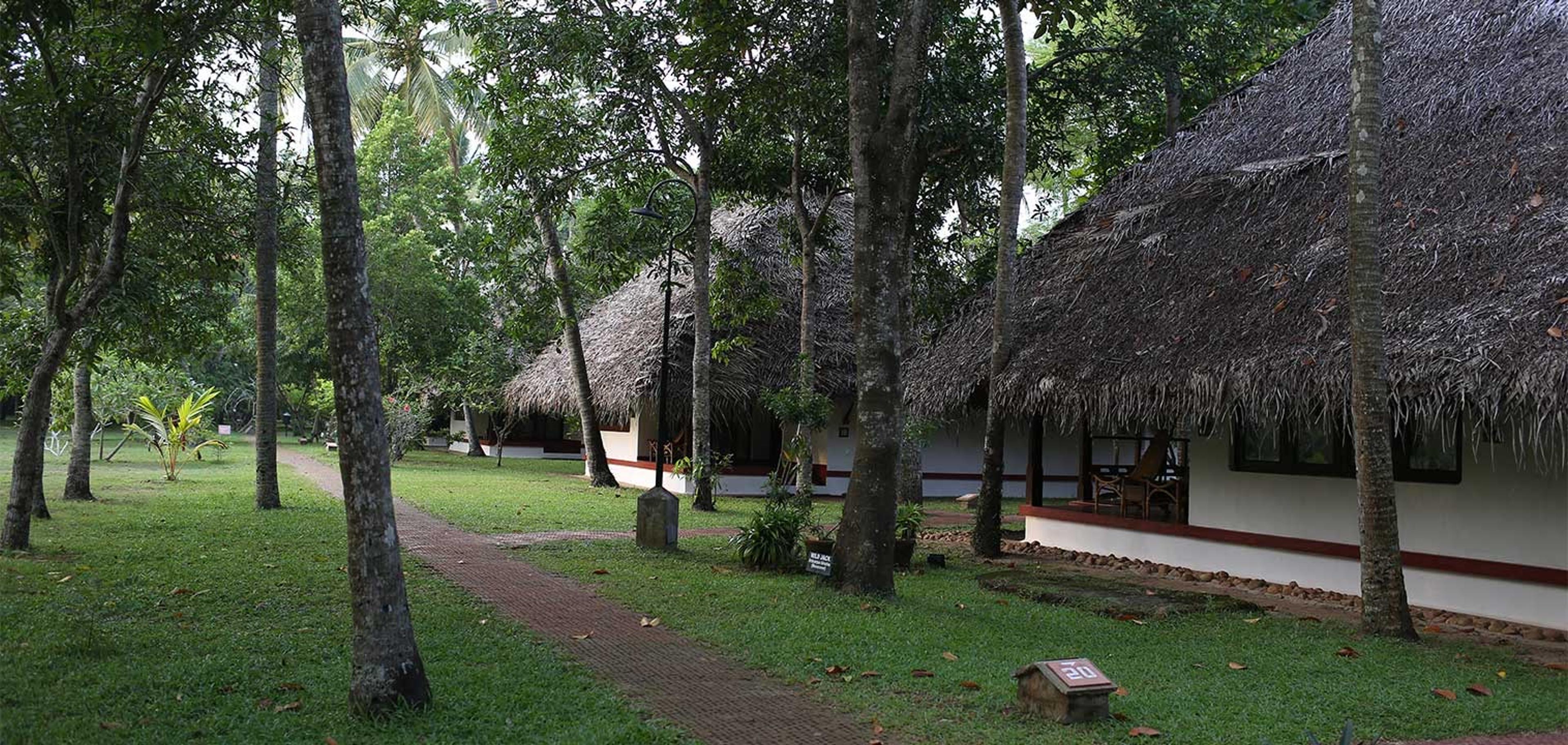 A grass lawn with tall trees and a brick path leading to a row of thatched roof cottages.