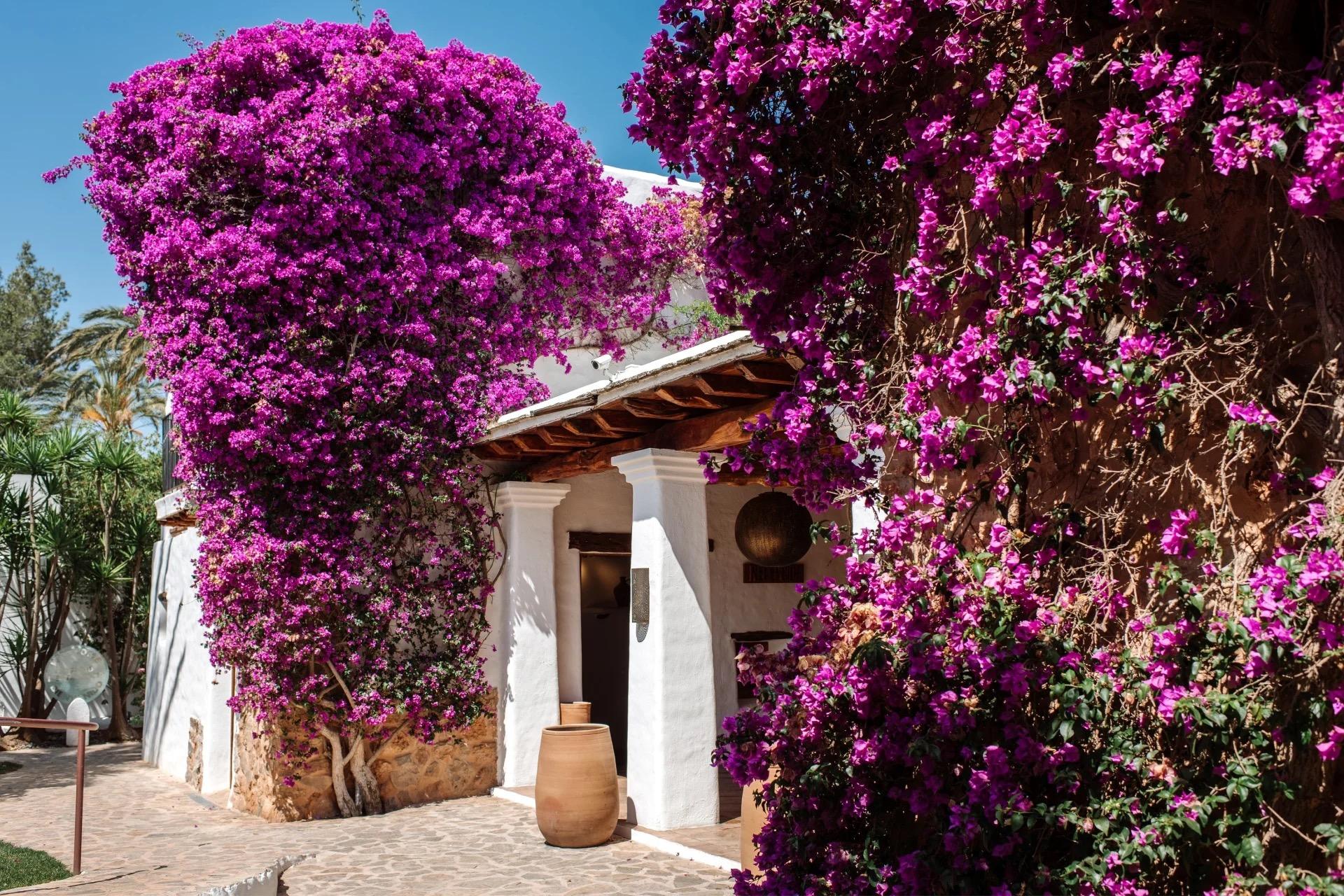 A white building with an arched entrance almost hidden under a large bougainvillea in full magenta bloom, a terracotta urn by the door.