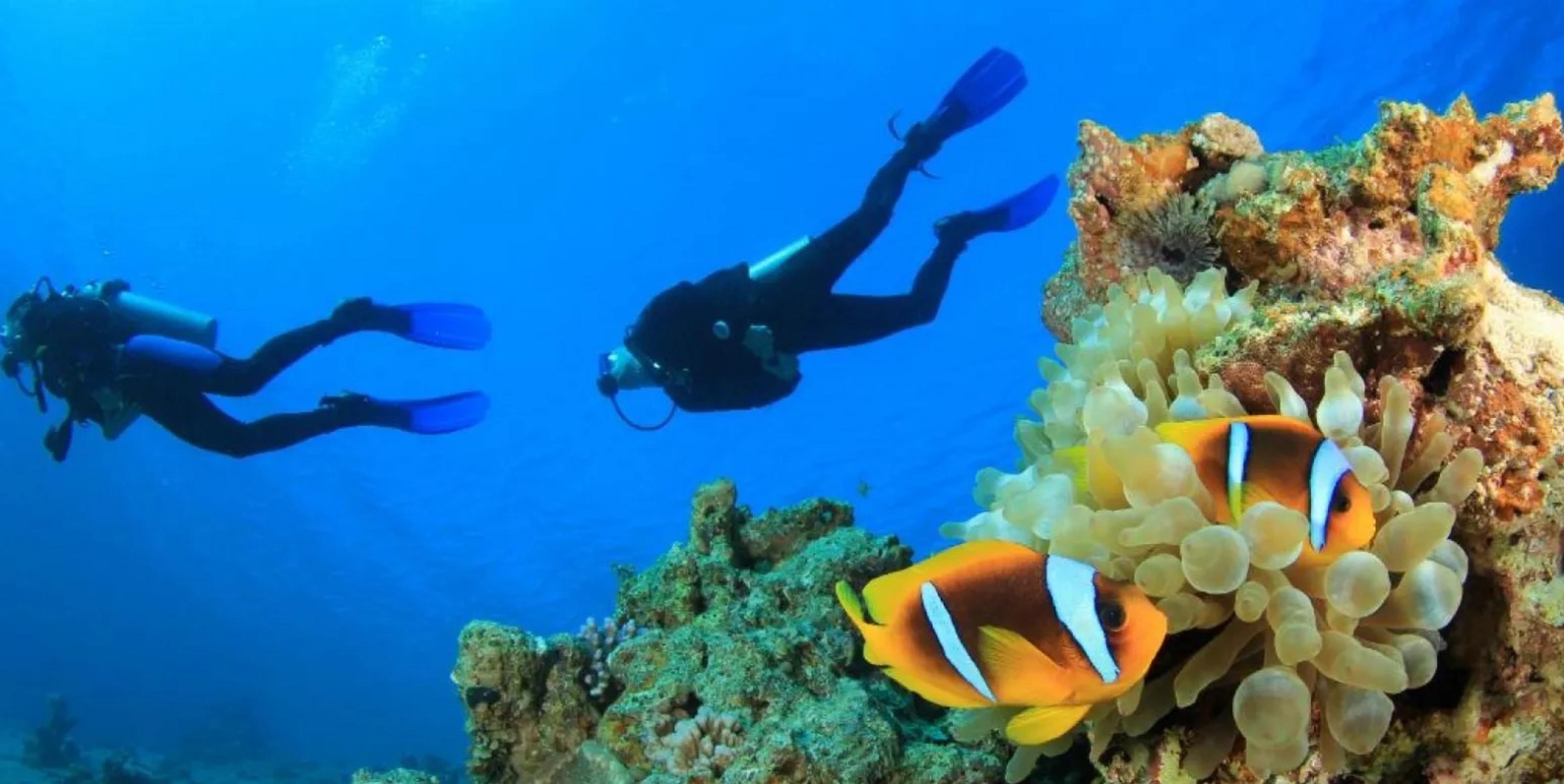 two divers swimming past a coral reef with an anemone and a pair of orange and white clownfish in the foreground
