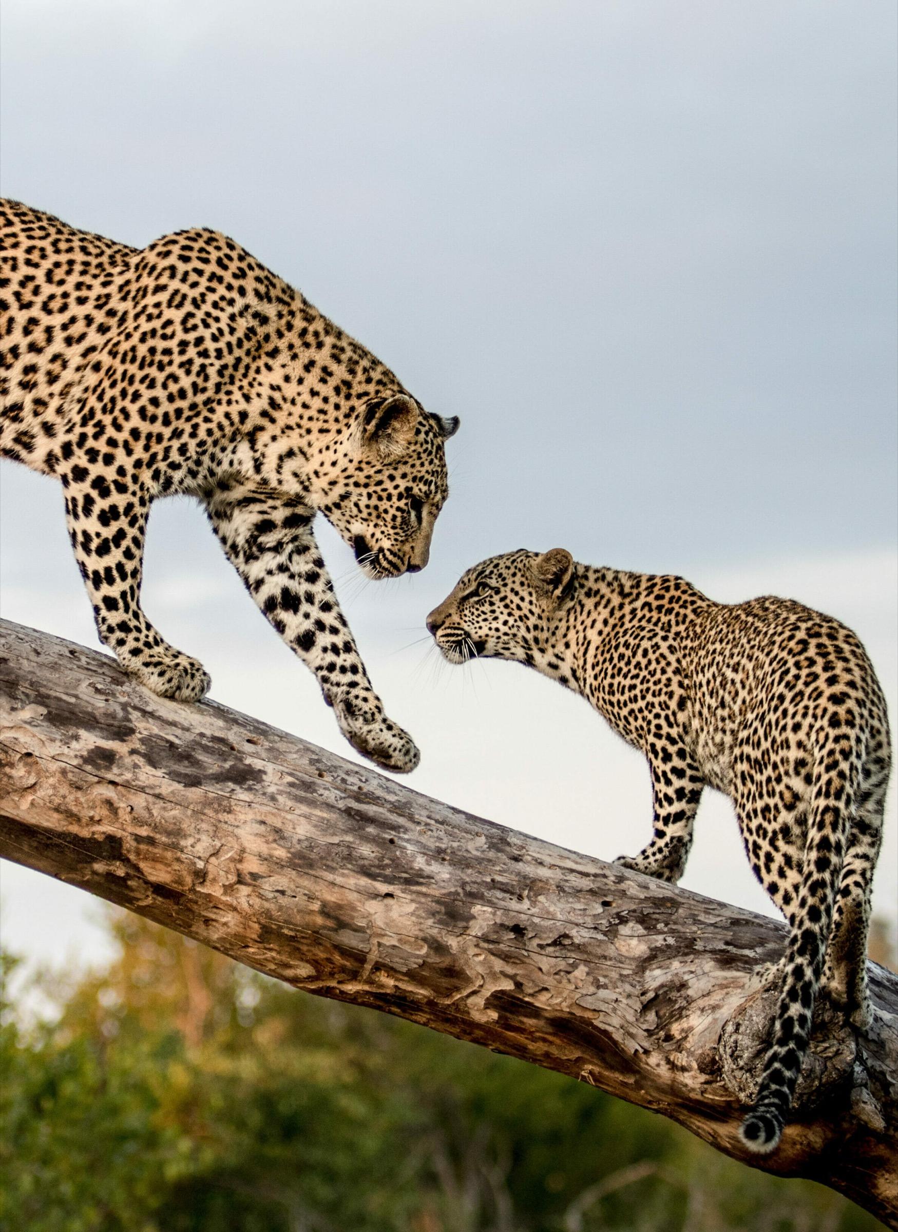 two leopards face to face on a thick branch, one stepping toward the other with trees below