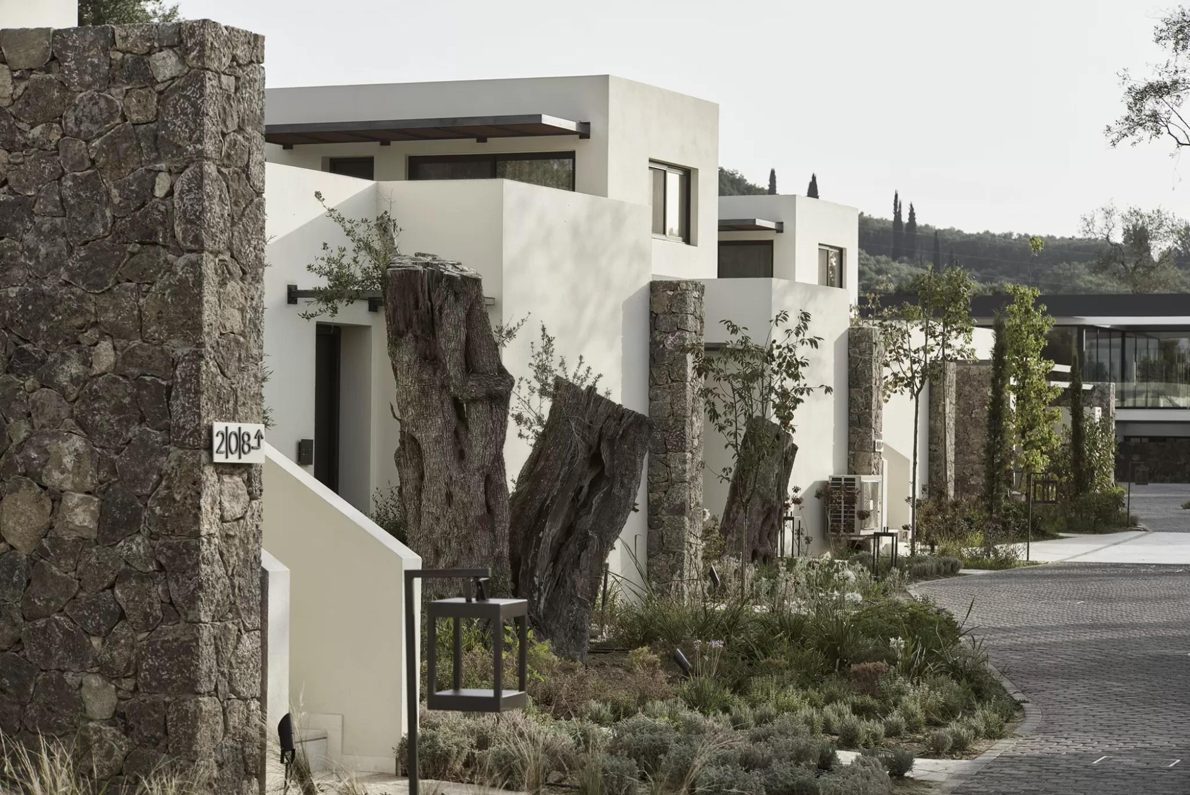 A row of white villas behind old gnarled olive trunks left standing in the landscaping, with a stone wall in the foreground.
