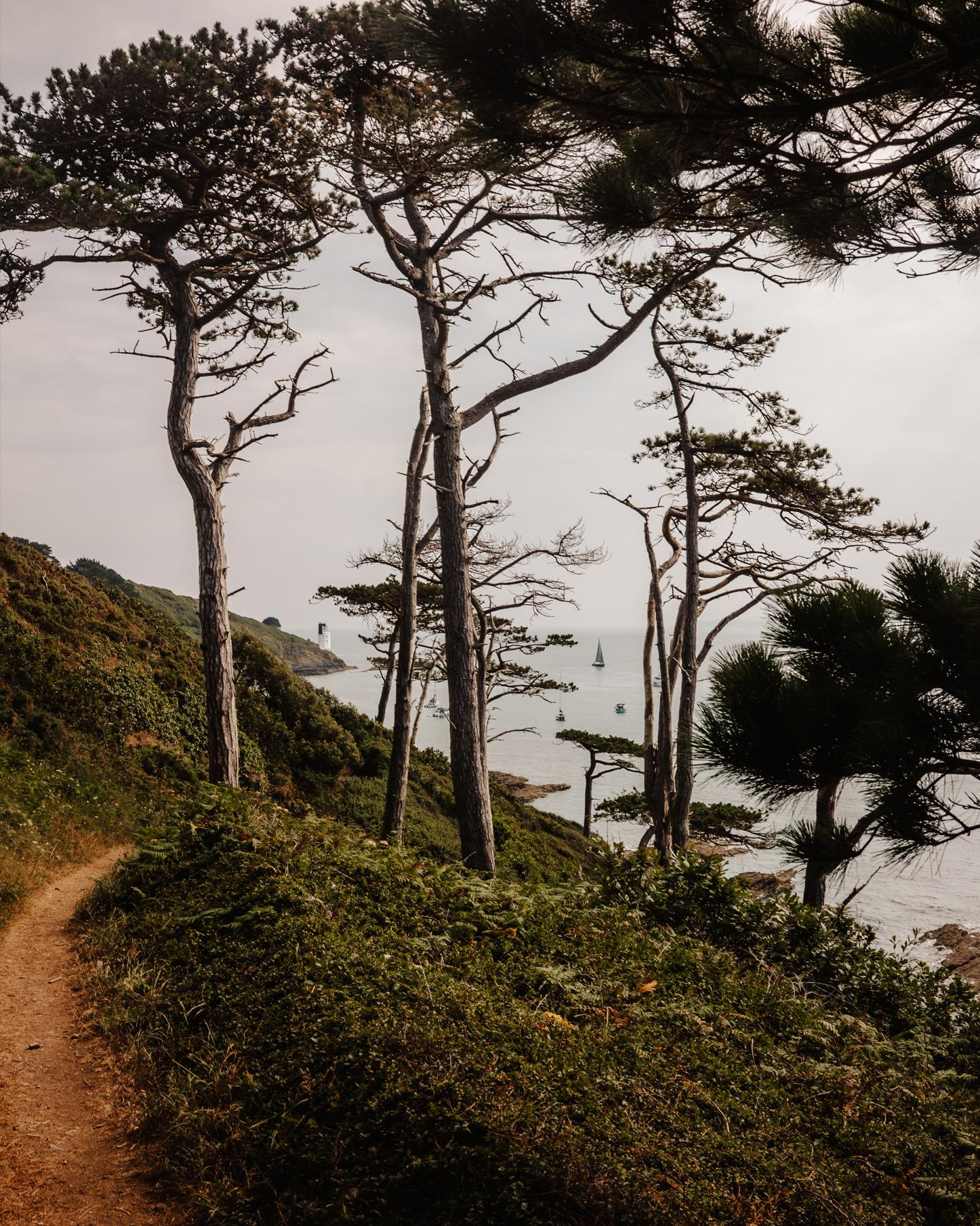 Wind-bent pine trees on a coastal path, framing a view of the sea with a lighthouse and moored boats below.