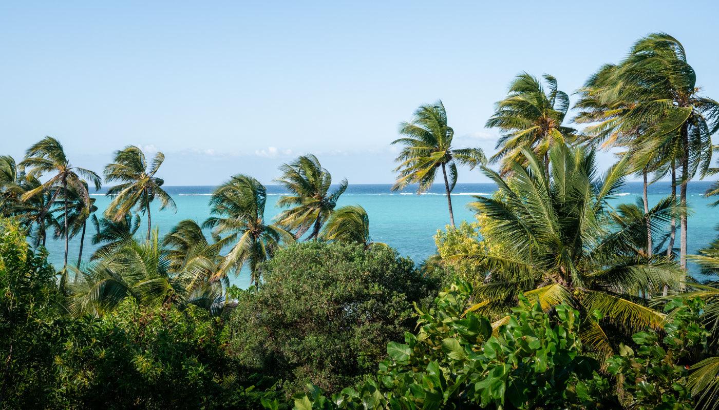 The ocean seen through windswept palm trees from a shaded vantage point.