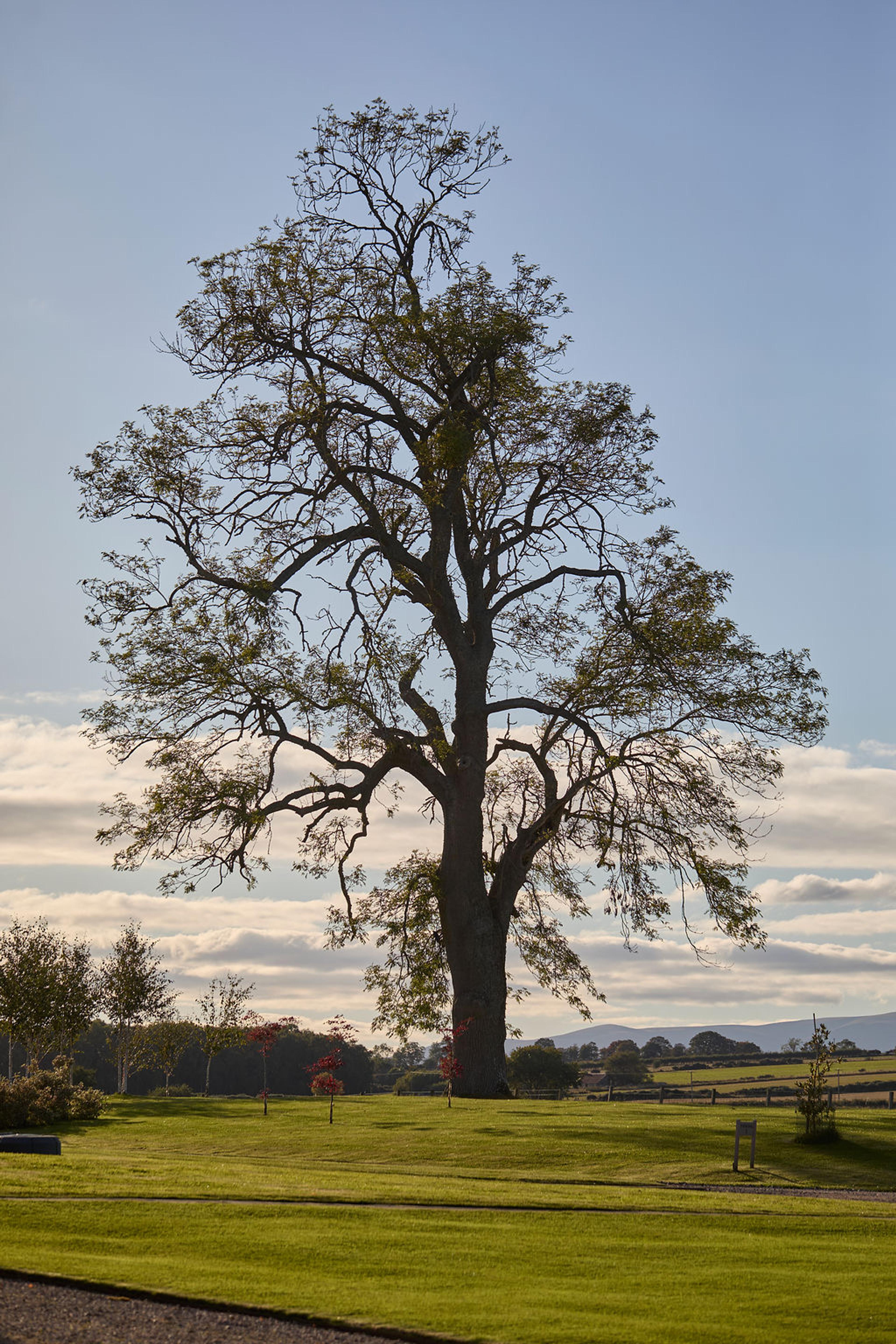 A single large tree standing on an open lawn under a wide sky of scattered clouds.