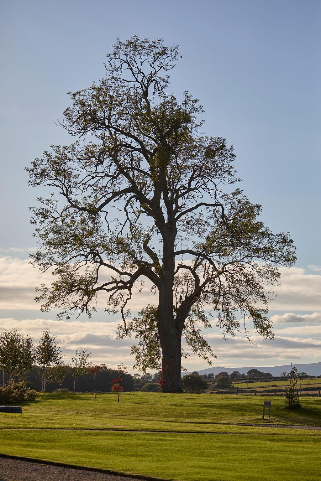 A single large tree standing on an open lawn under a wide sky of scattered clouds.