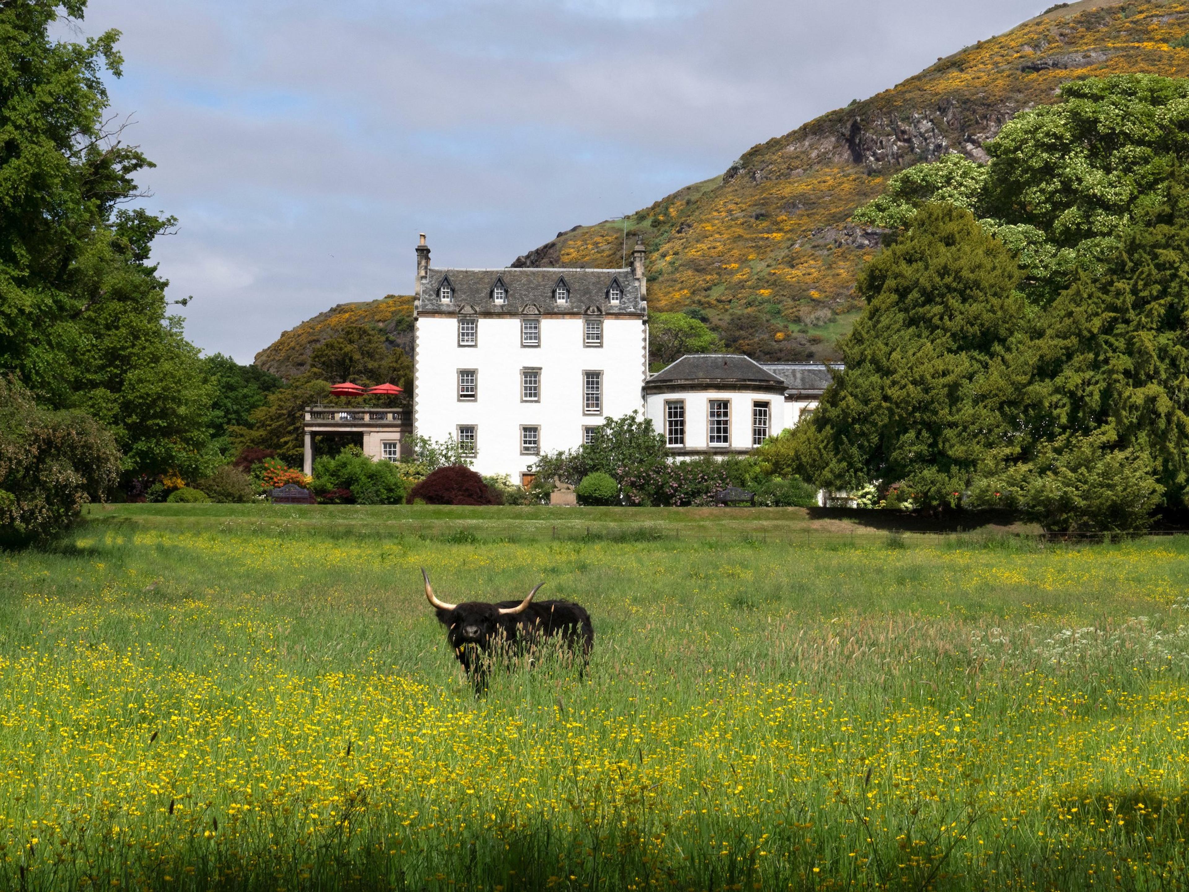 Prestonfield House, white-harled behind its trees, with a Highland cow in a buttercup meadow and Salisbury Crags rising behind