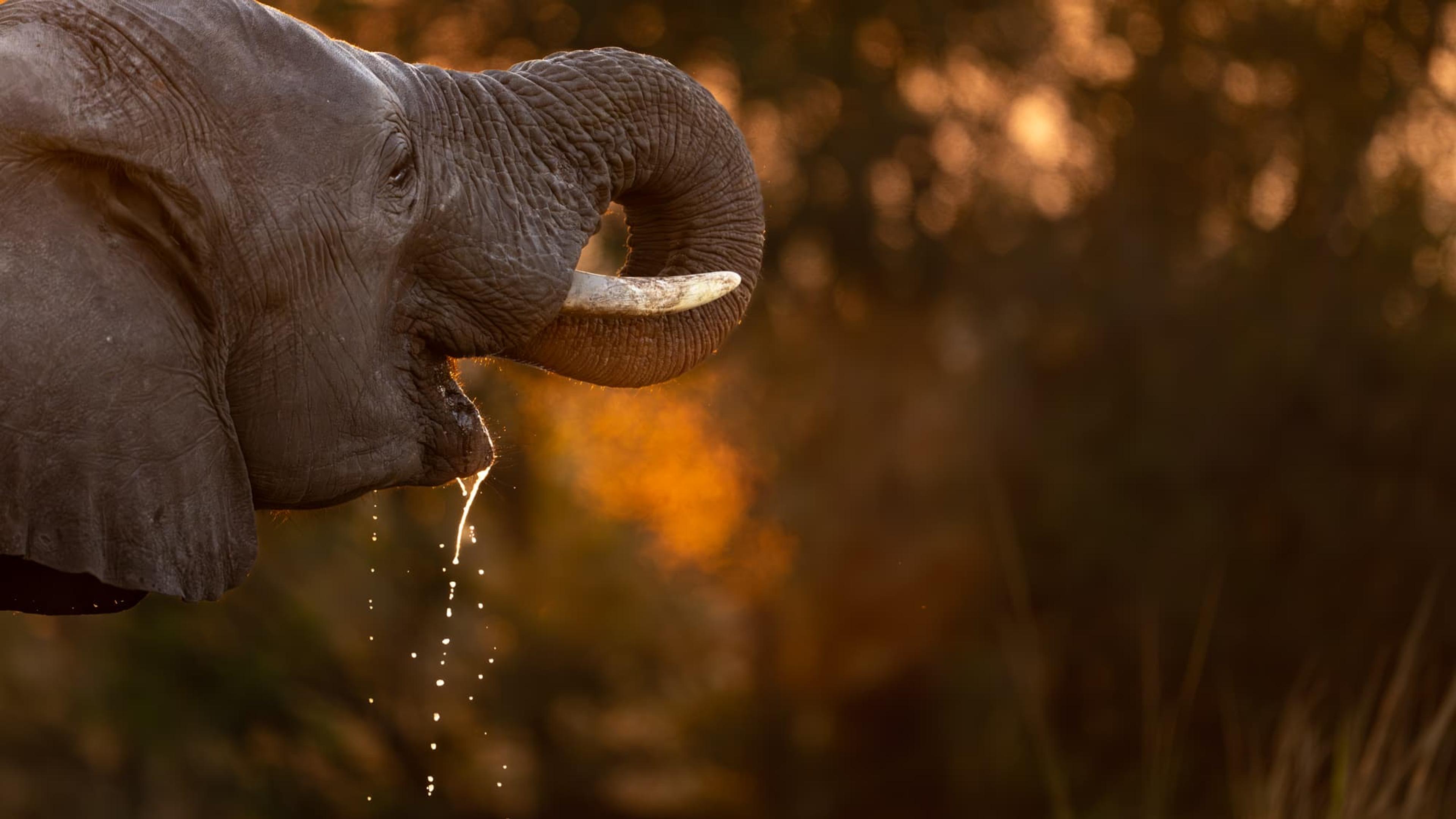 An elephant drinks from a water source, its trunk curled and dripping, lit by warm evening light.