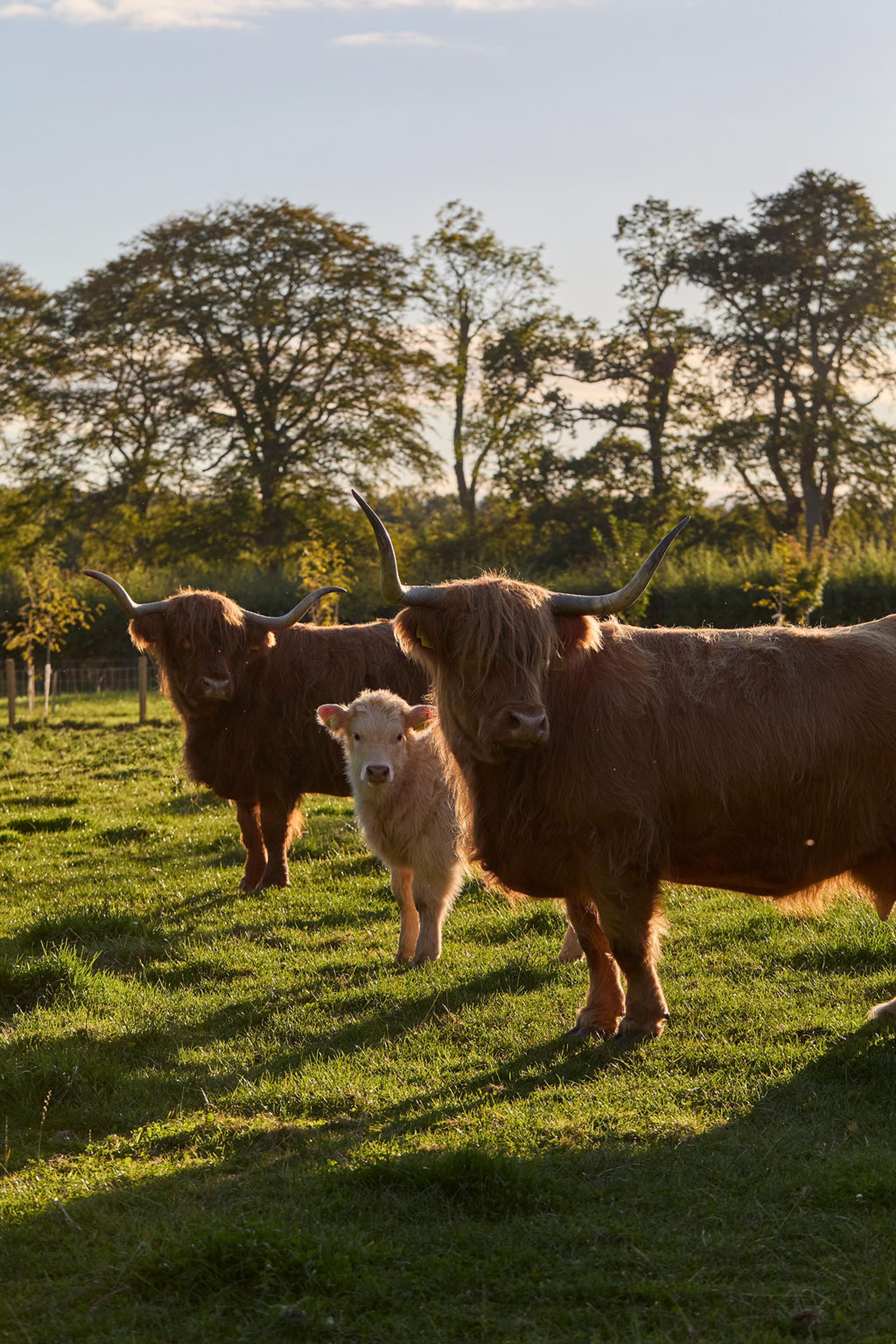 Three Highland cattle, two adults with long horns and a pale calf, standing in a field with trees behind them in low sun.