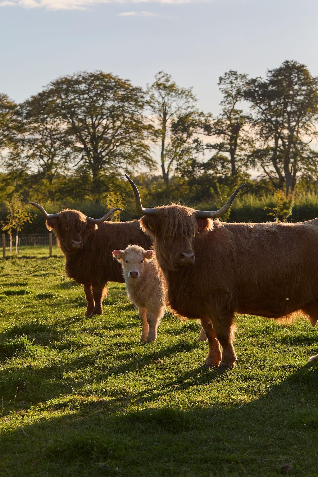 Three Highland cattle, two adults with long horns and a pale calf, standing in a field with trees behind them in low sun.