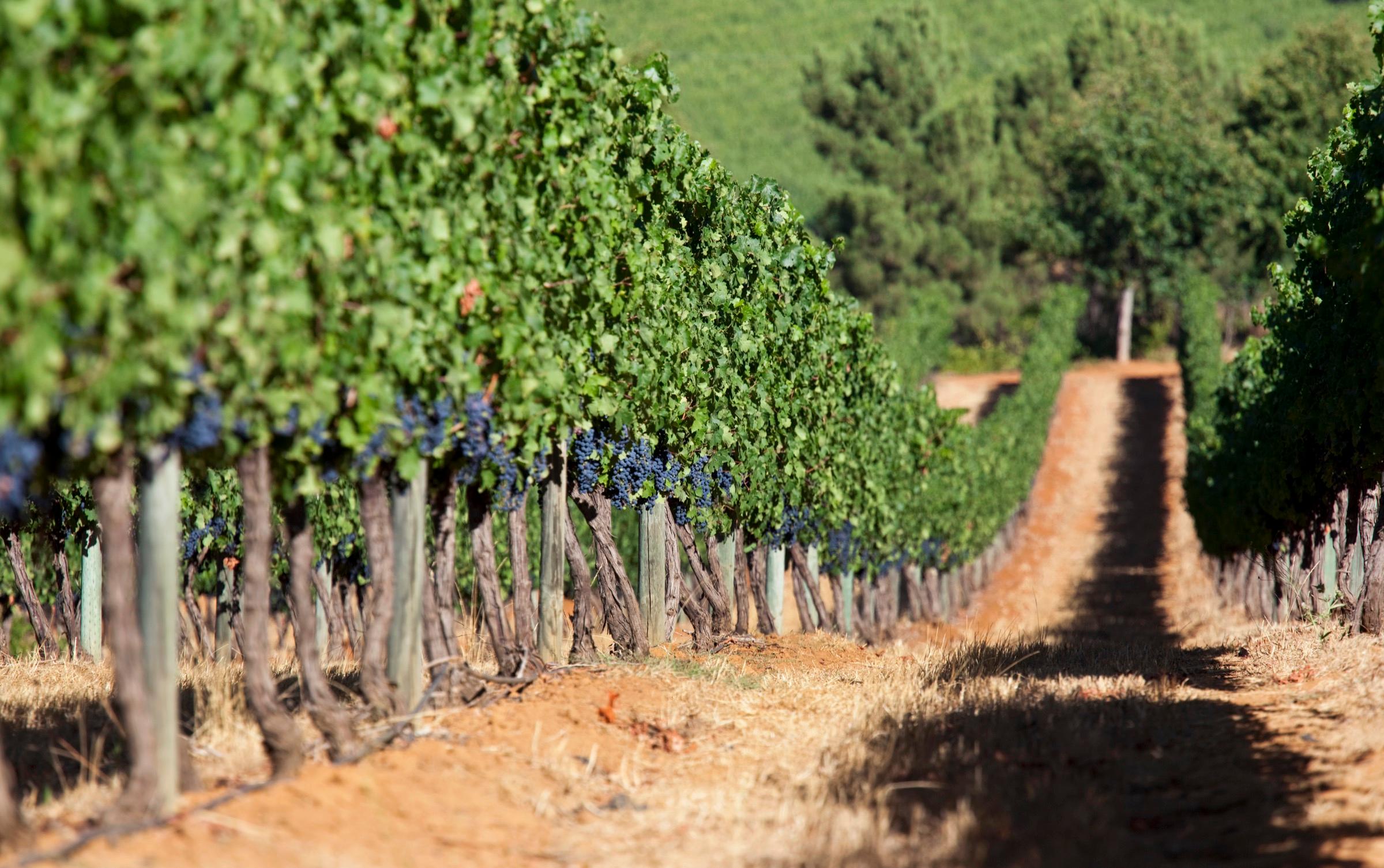 Rows of vines heavy with dark grapes line a dirt path running towards trees and hills.