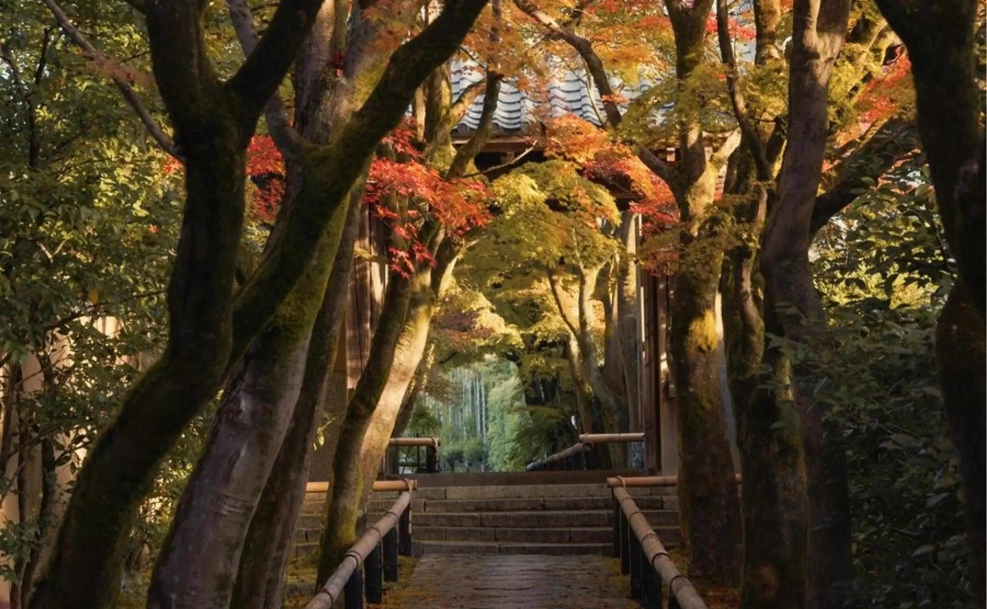 A covered stone stairway climbs through a canopy of autumn maples toward a traditional roofed gate.